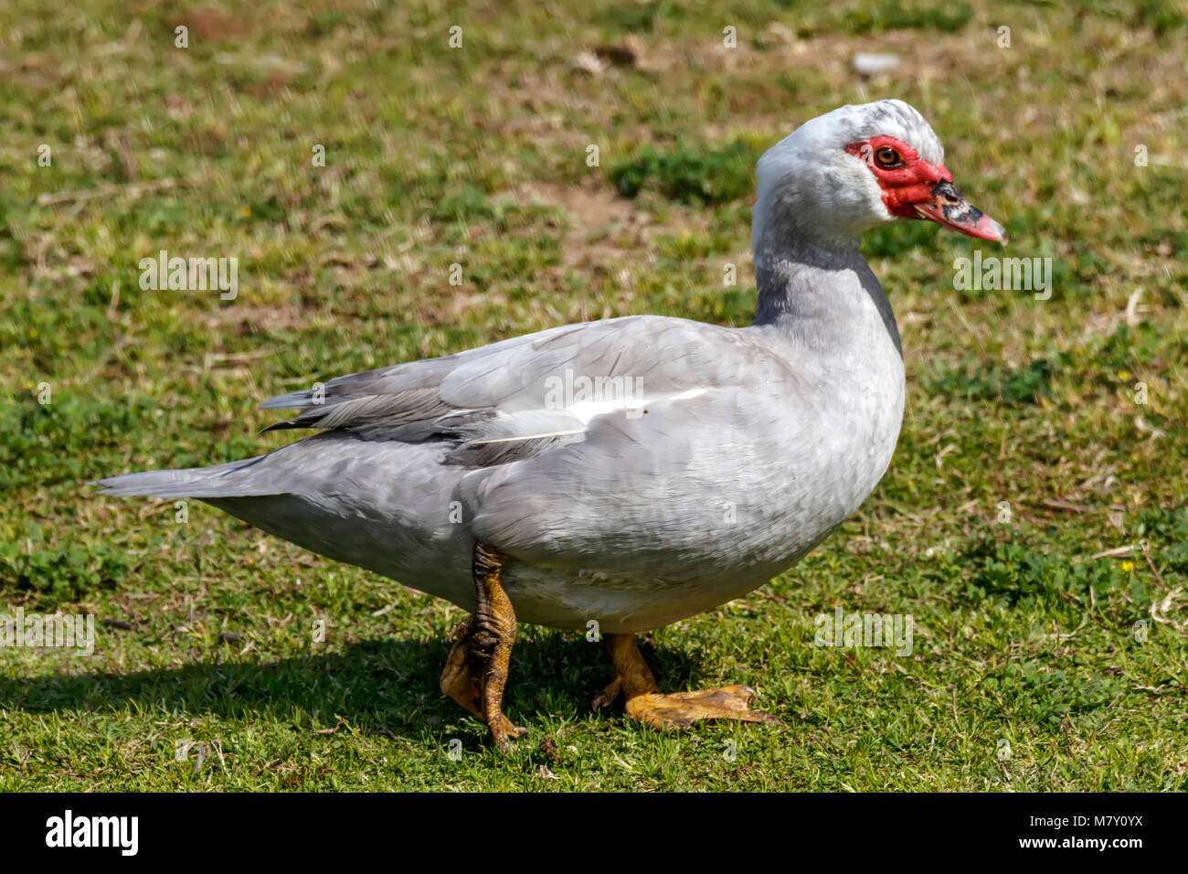 Grey muscovy duck hires stock photography and images Alamy