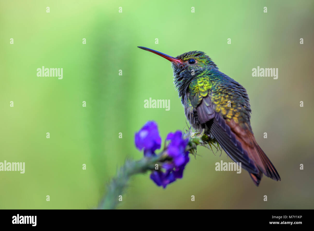 Rufous-tailed Hummingbird - Amazilia tzacatl, beautiful colorful small hummingbird from Costa Rica La Paz. Stock Photo