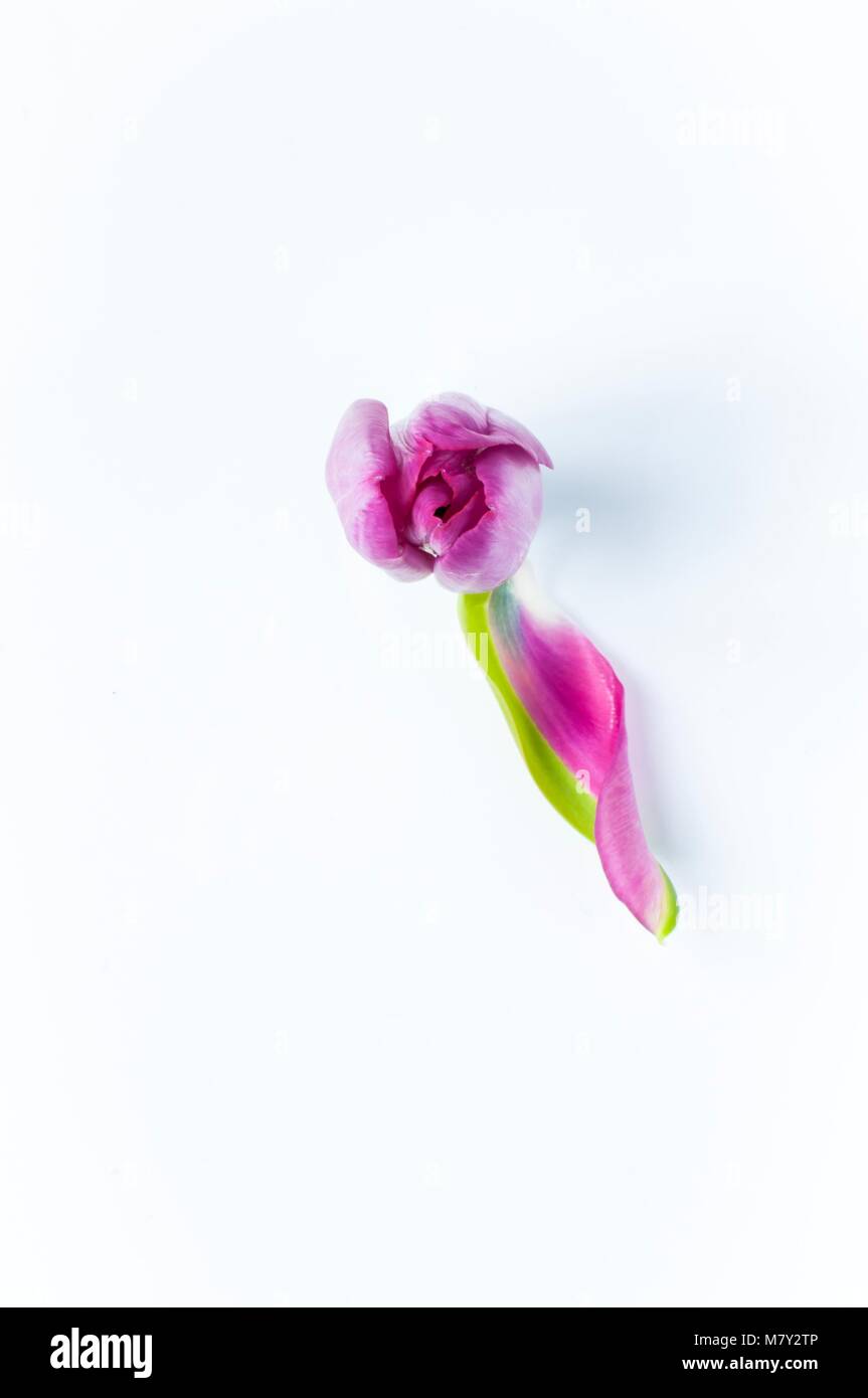 Looking down on a single tulip head with one petal uncurled and falling off Stock Photo