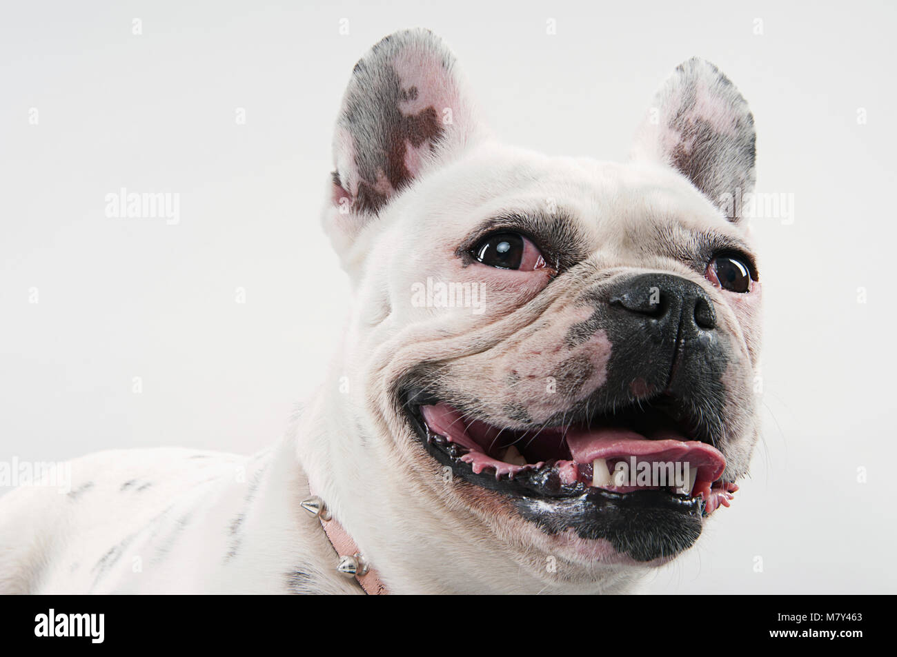 French bulldog Stock Photo