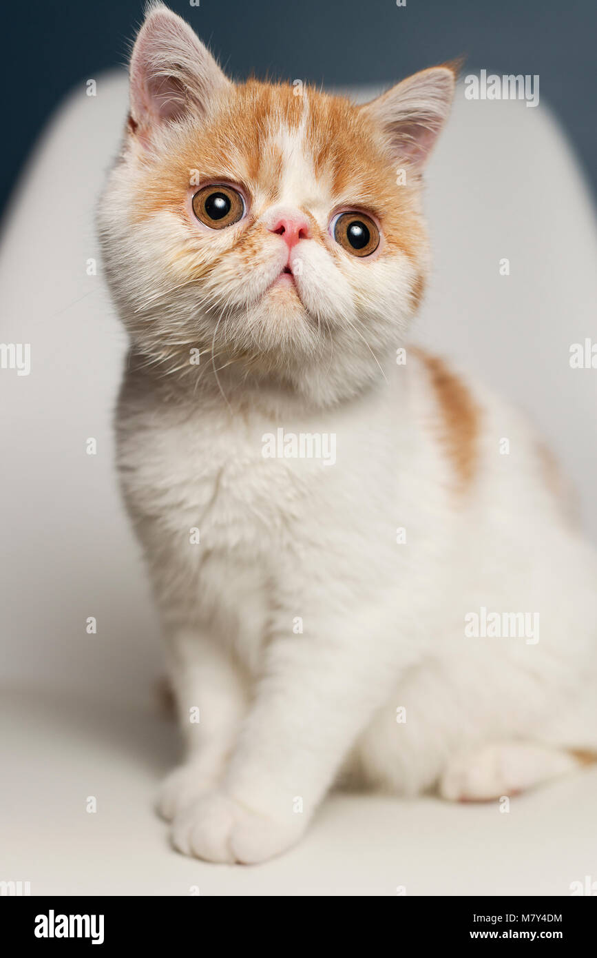 An exotic shorthair kitten portrait (8 weeks.) Stock Photo