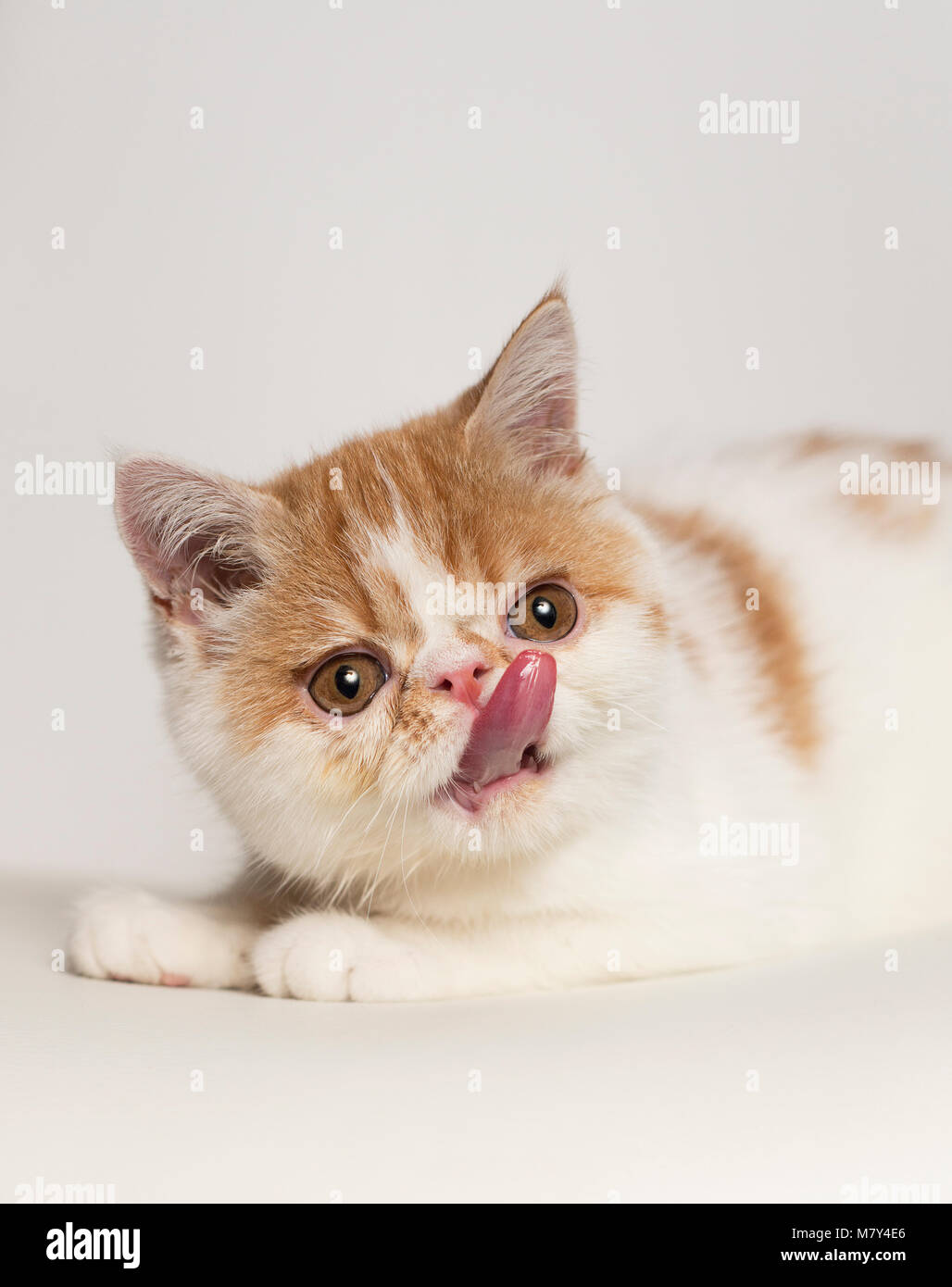 An exotic shorthair kitten sticking out it's tongue portrait (8 weeks.) Stock Photo