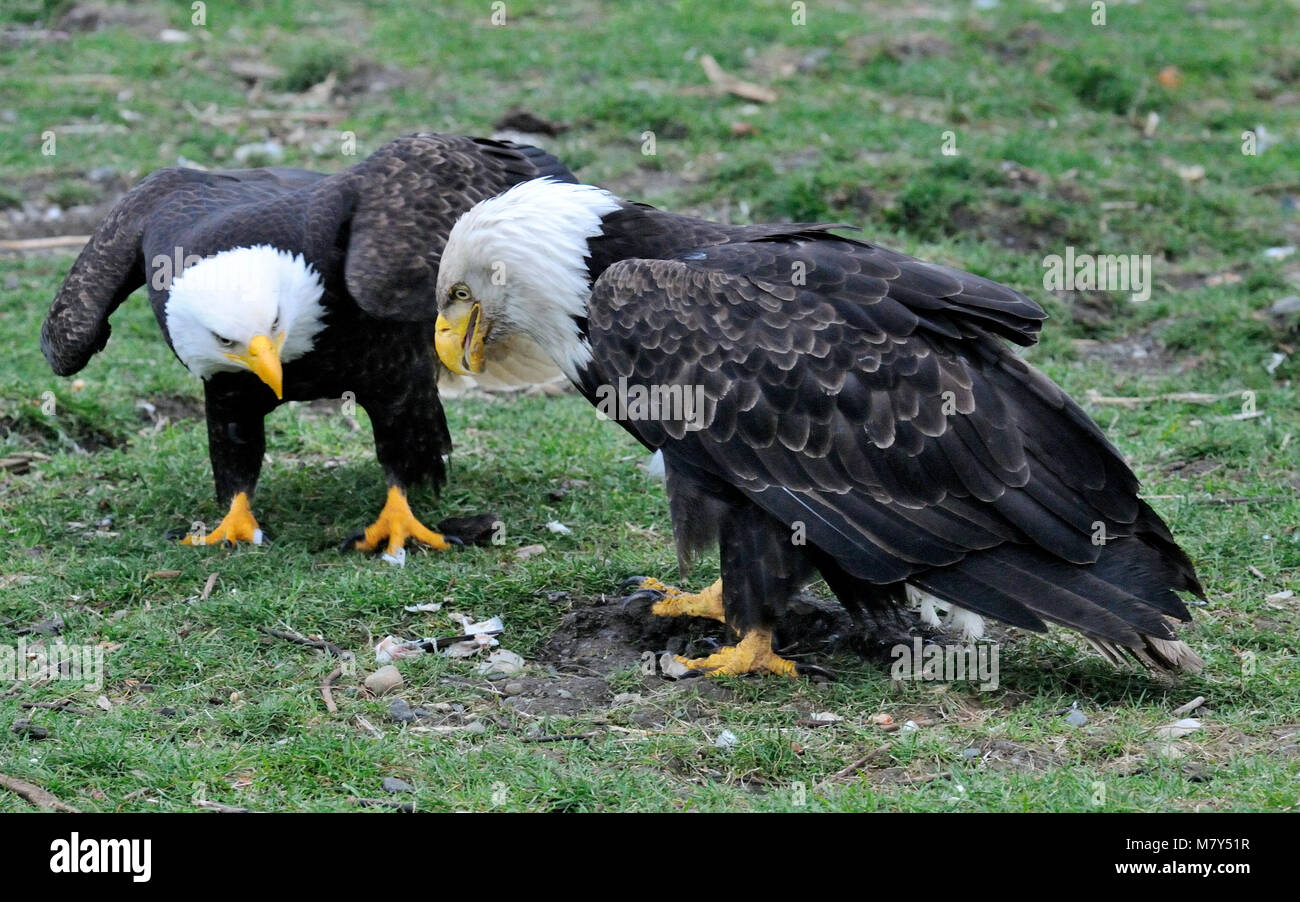 Two mature bald eagles vying for fish scraps, Courtenay Vancouver Island, British Columbia, Canada. Stock Photo