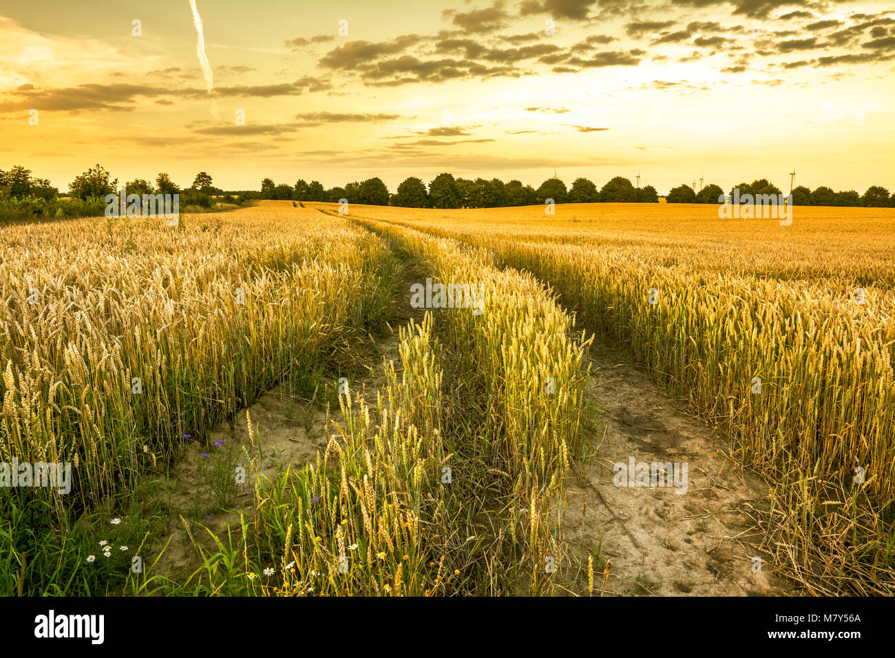 Path in wheat field at sunset, farm land with crops, agricultural countryside landscape Stock