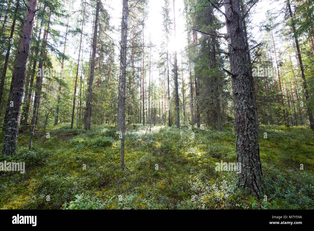 Dark forest background Stock Photo - Alamy, image size:1300x956