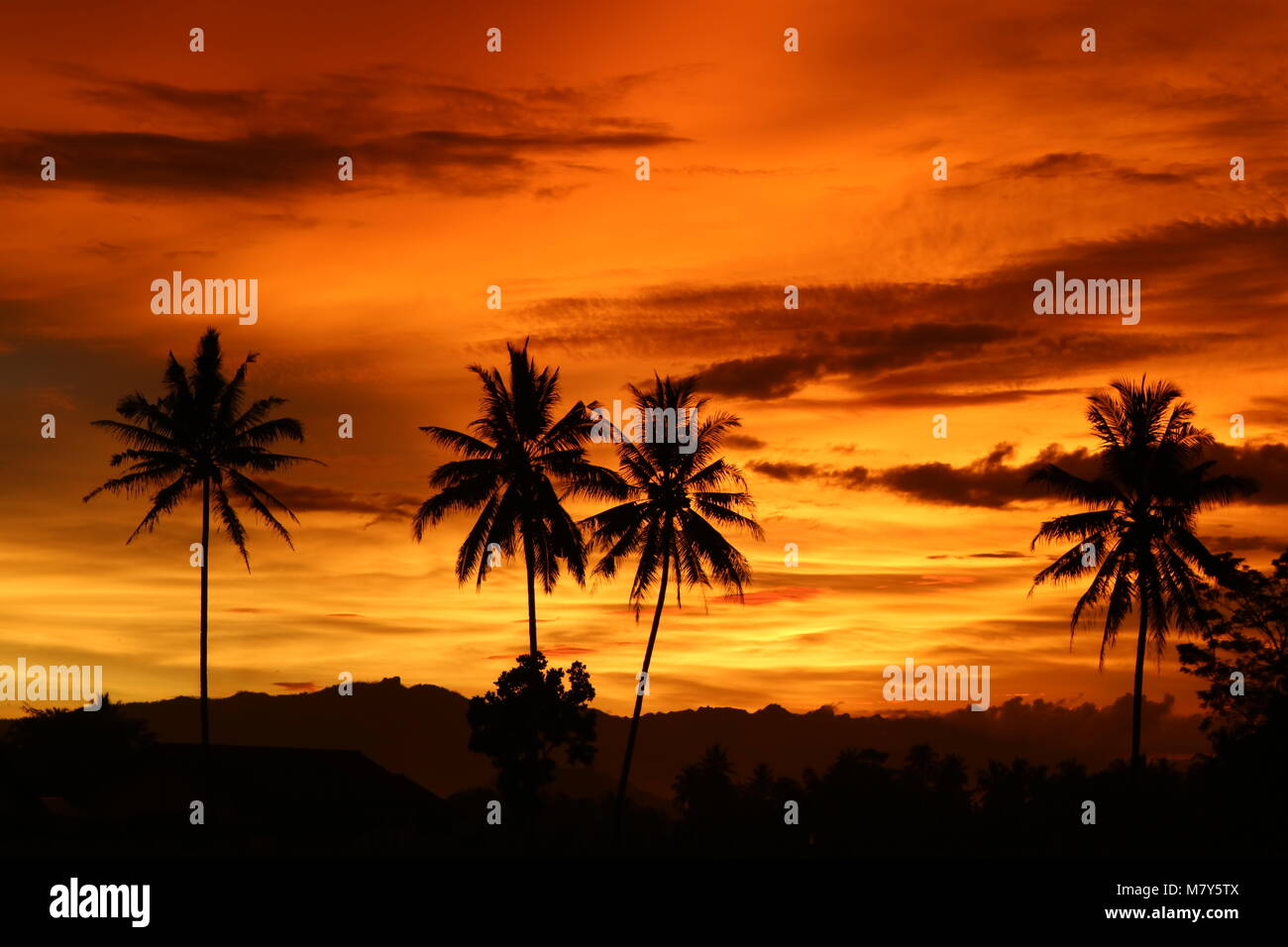 Beautiful Orange Sunset landscape with palm trees silhouette Stock Photo