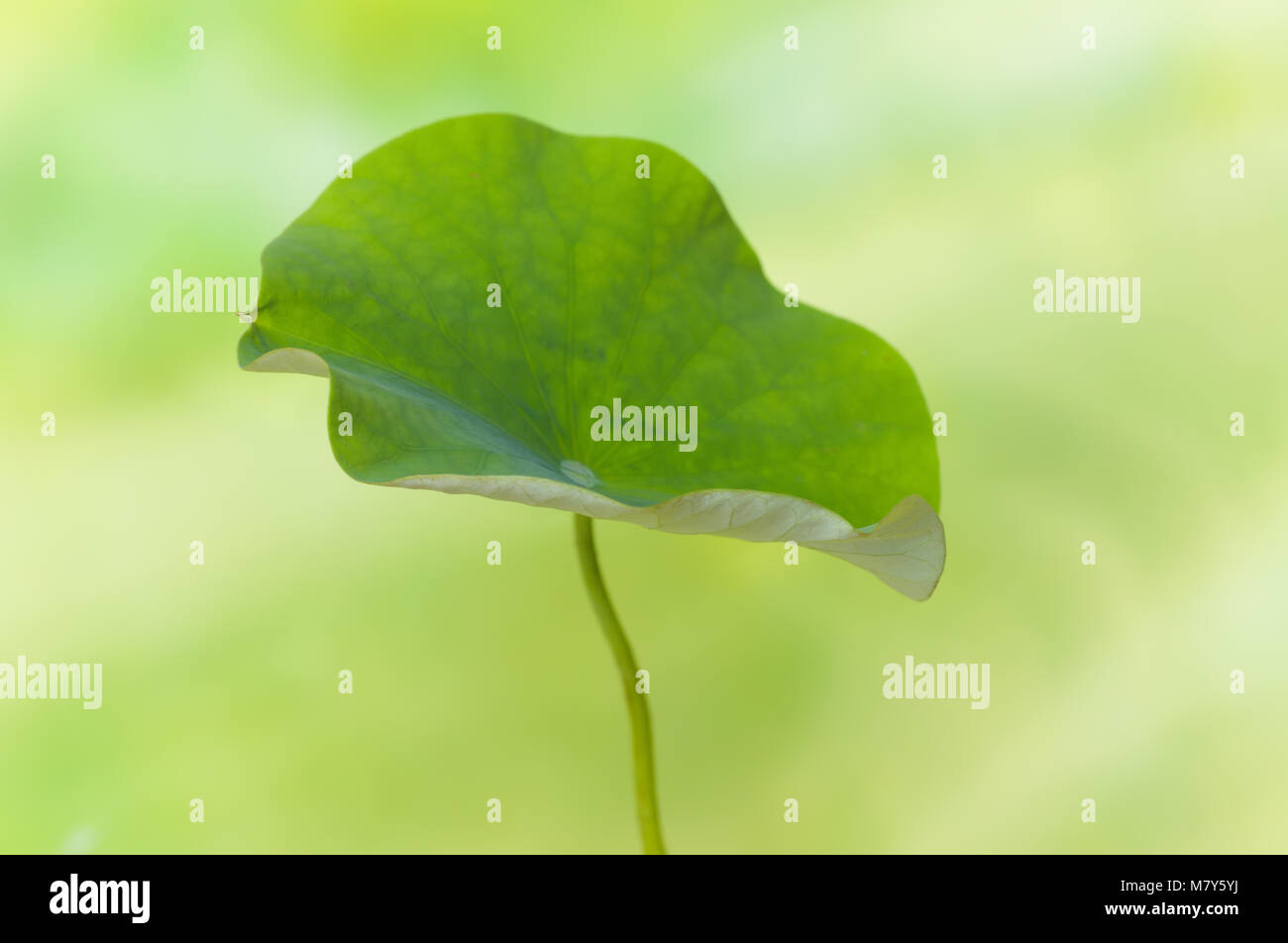 Detail of a large leaf of