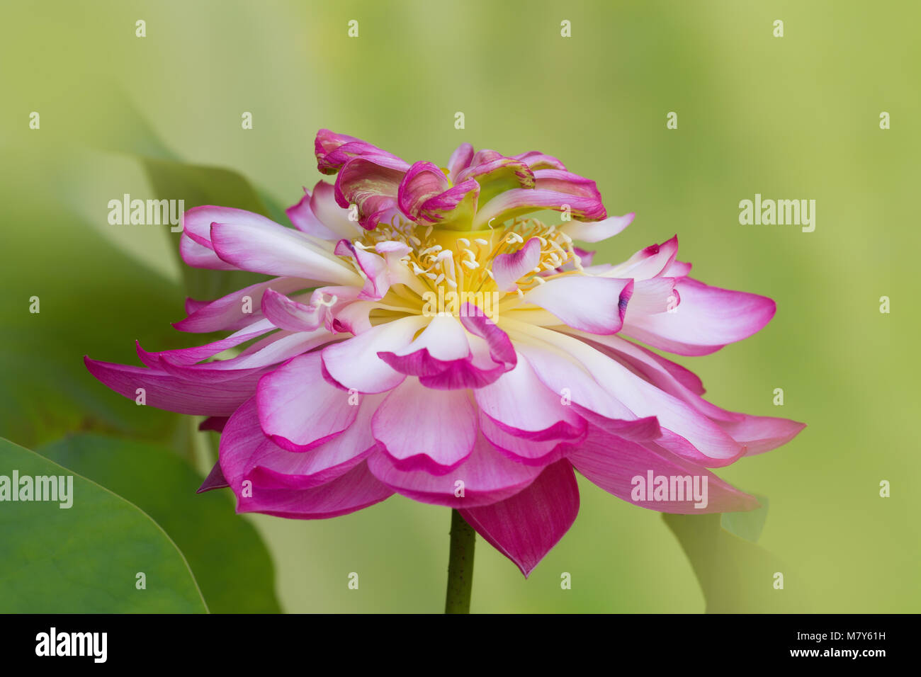 Full bloom of a lotus flower named Lotus Nelumbo Elite Red Stock Photo