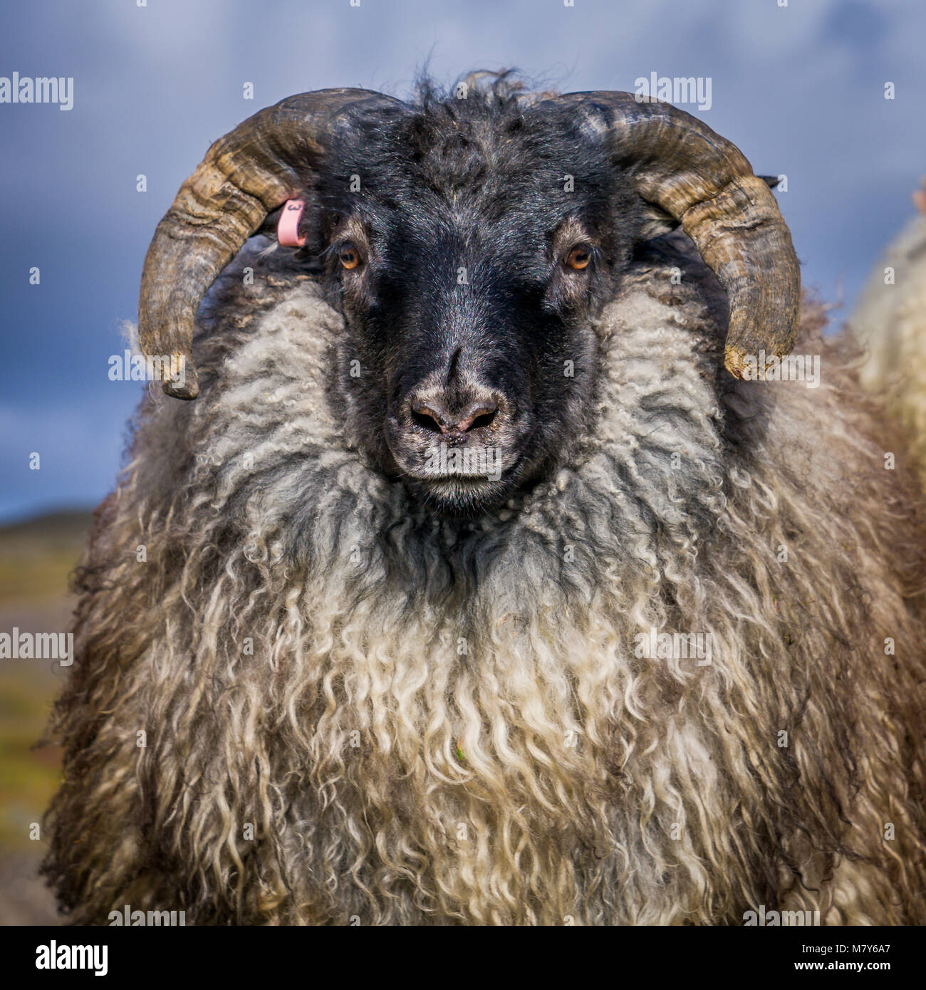 Icelandic Black Sheep, Autumn round-up, Iceland Stock Photo