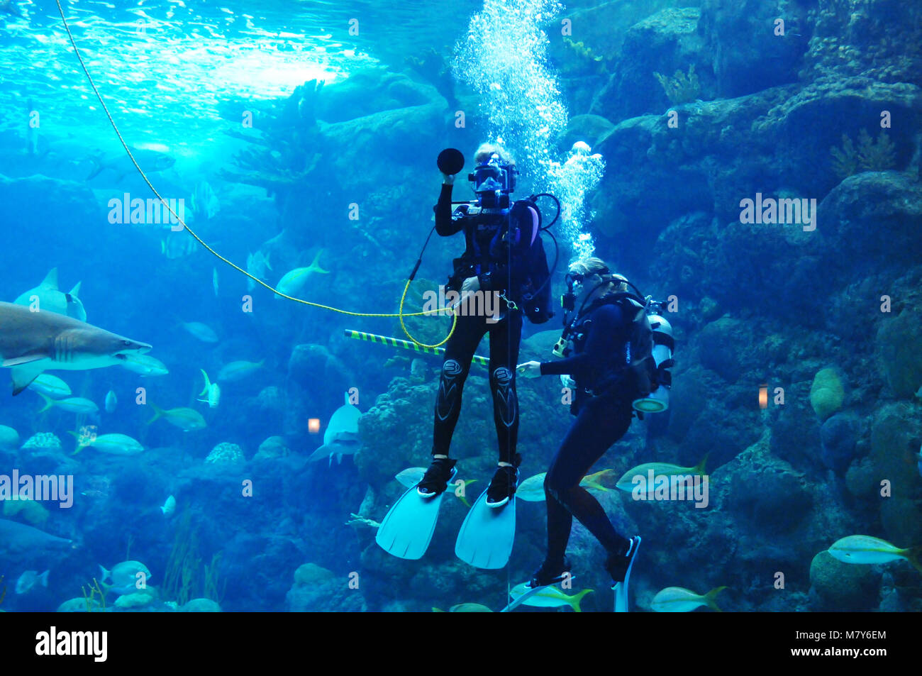 Aquarium, Tampa Bay Stock Photo Alamy