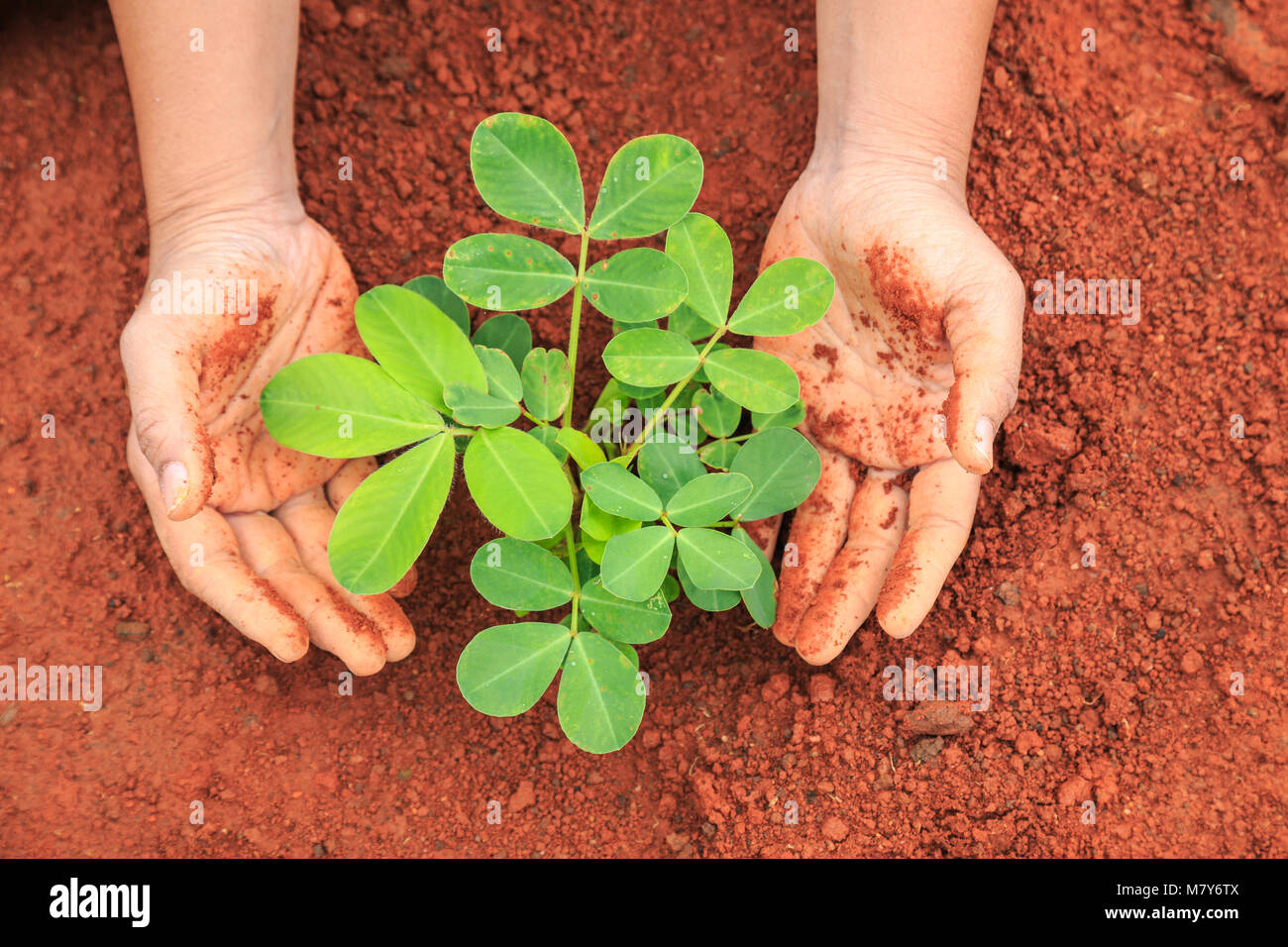 Close up hands of people protecting young plant on red soil. Ecology and growing plant concept Stock Photo