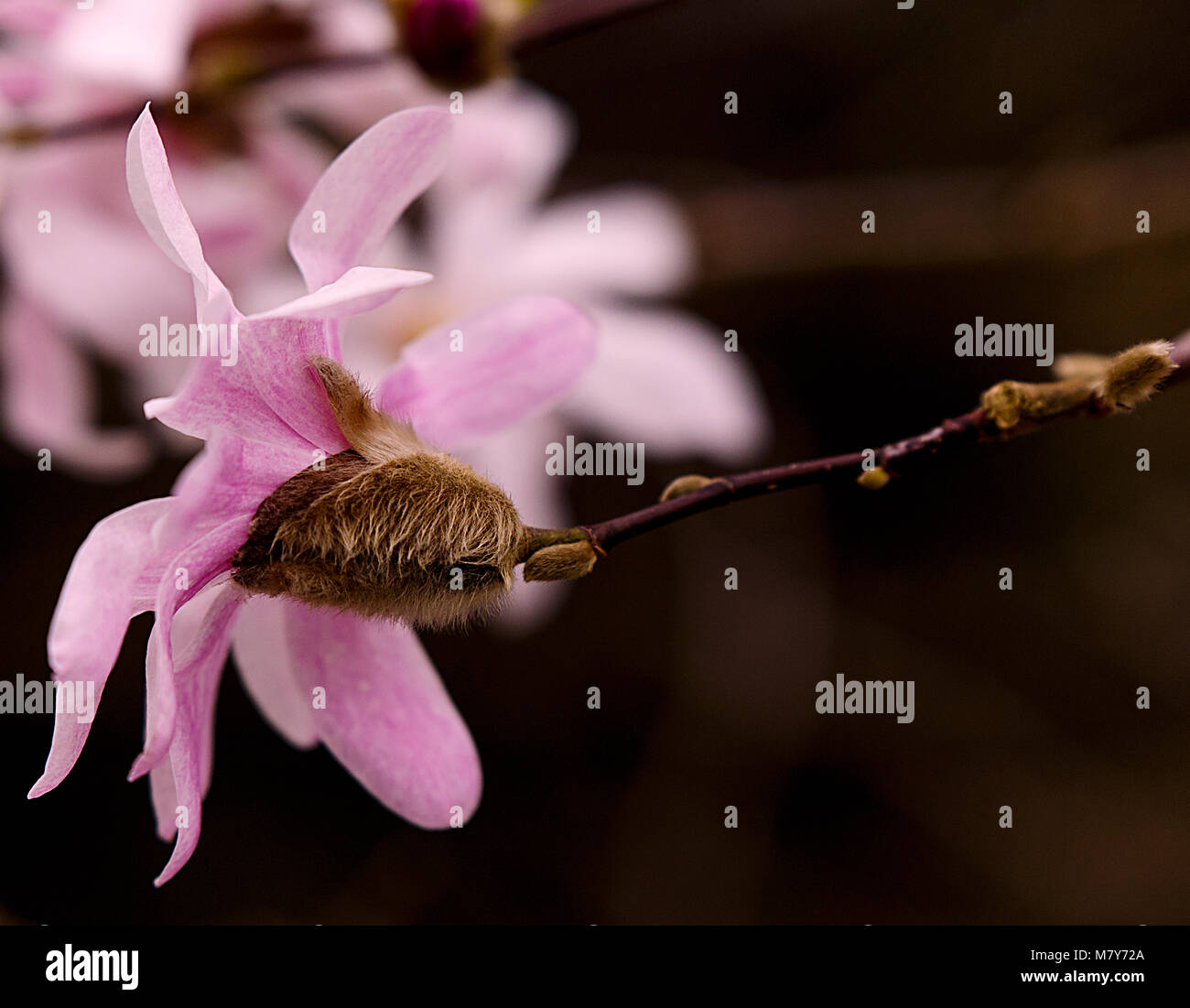 magnolia stellata II, france Stock Photo