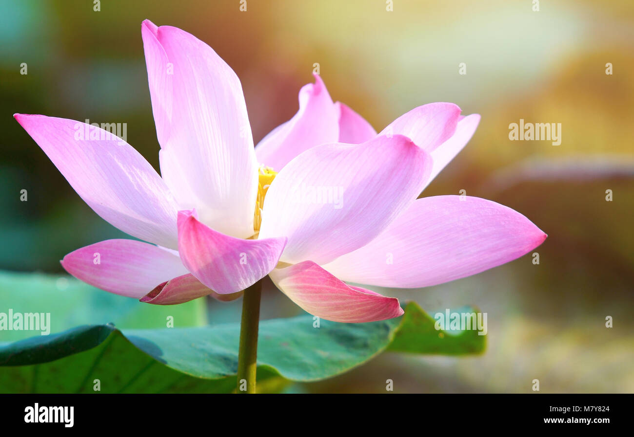 Beautiful pink bloom lotus flower in water pond garden decoration