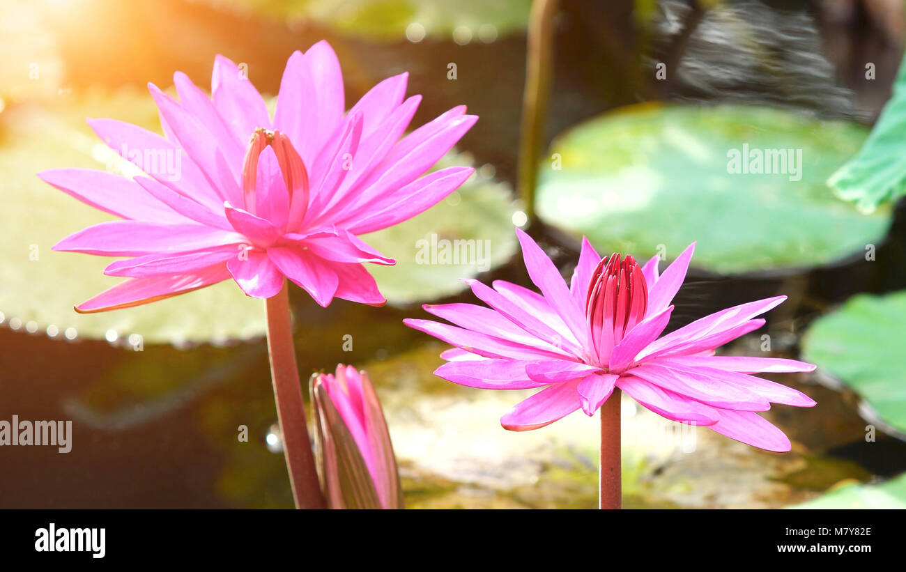 Beautiful pink bloom lotus flower in water pond garden decoration (Lotus used to worship Stock