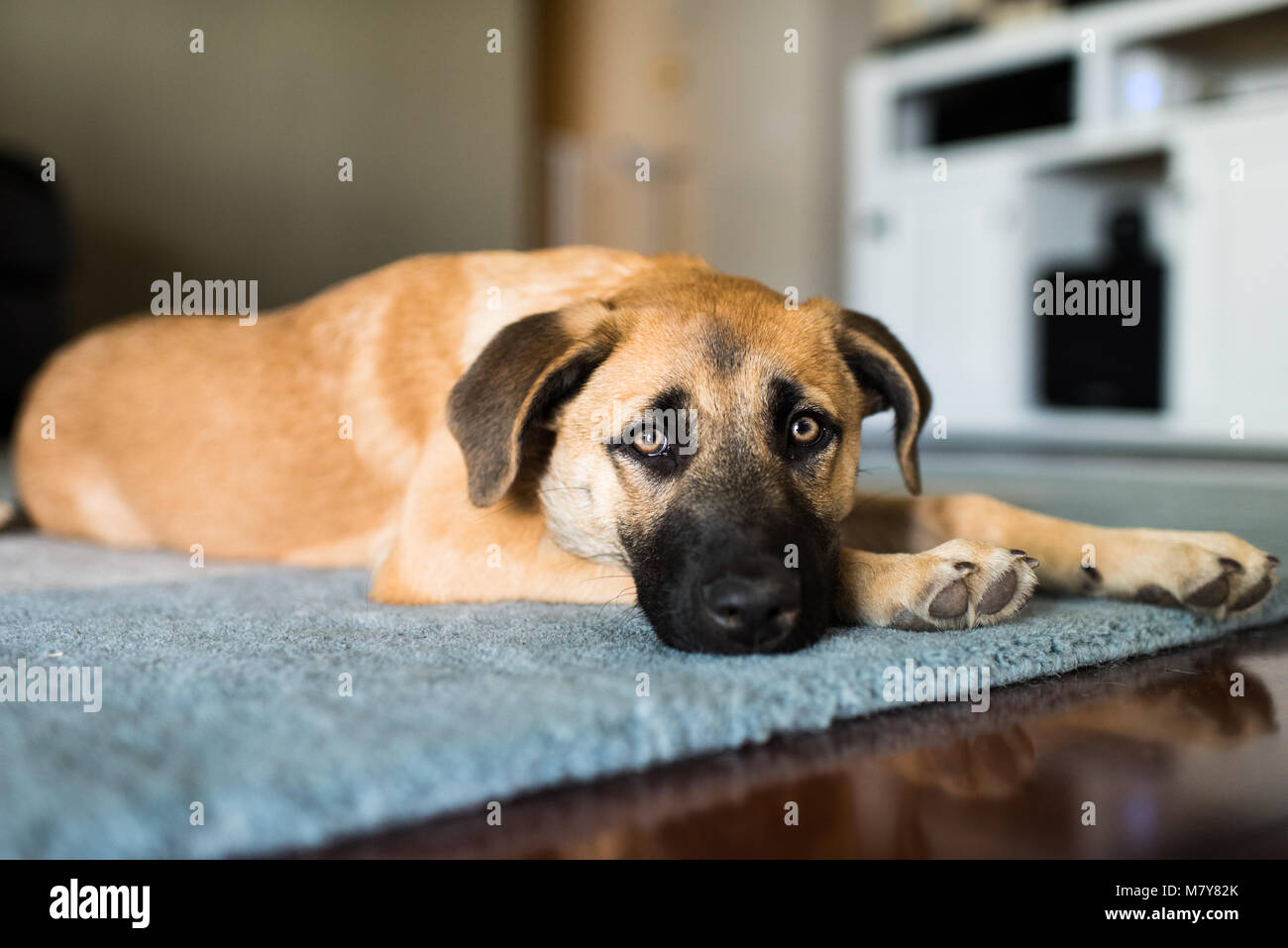 cute black and brown puppy laying on the rug Stock Photo - Alamy