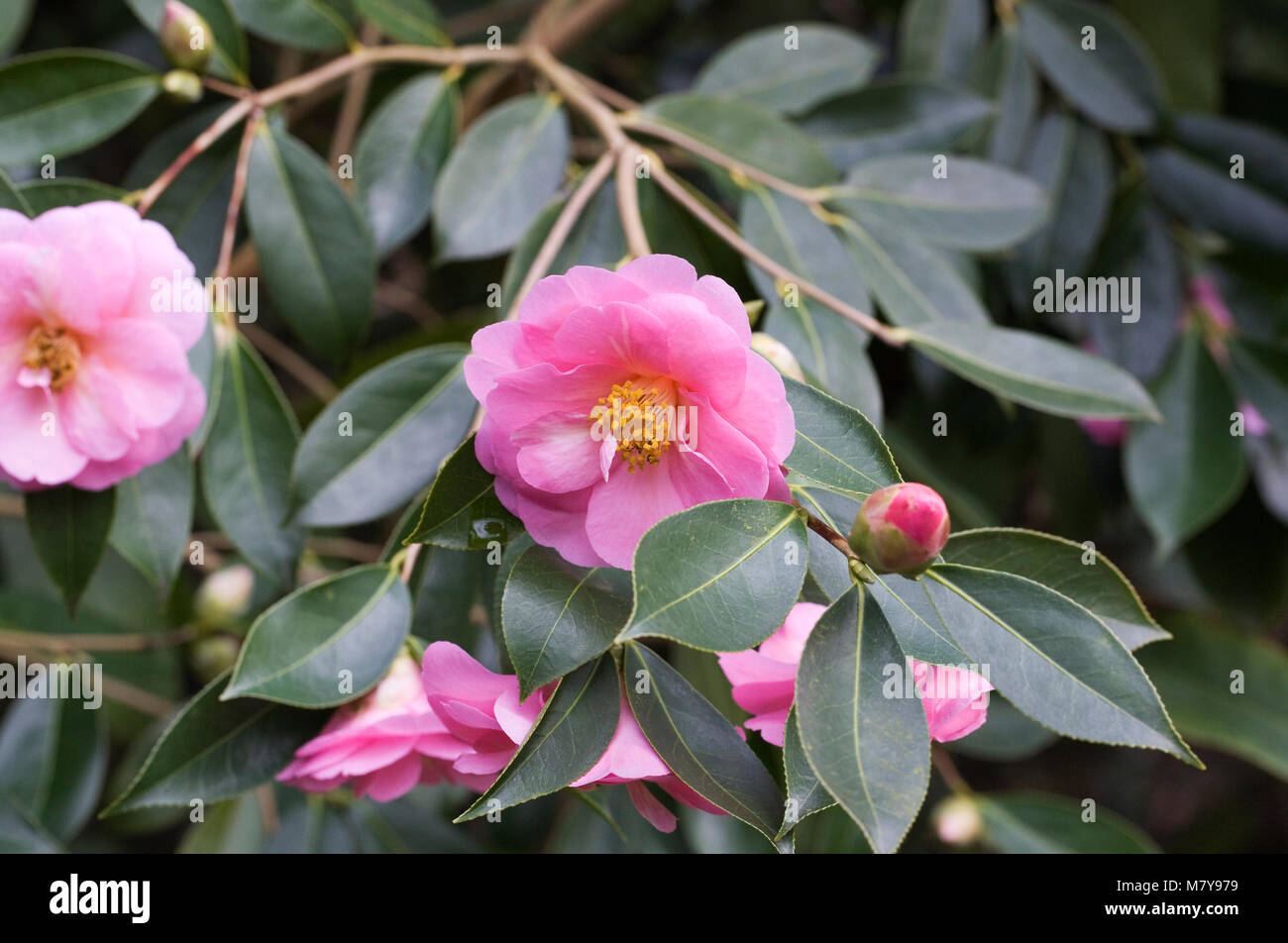 Camellia x williamsii 'The Duchess of Cornwall' flowers. Stock Photo