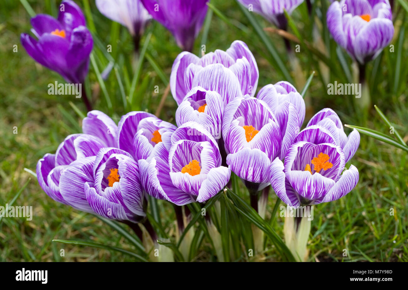 Crocuses in the grass. Stock Photo