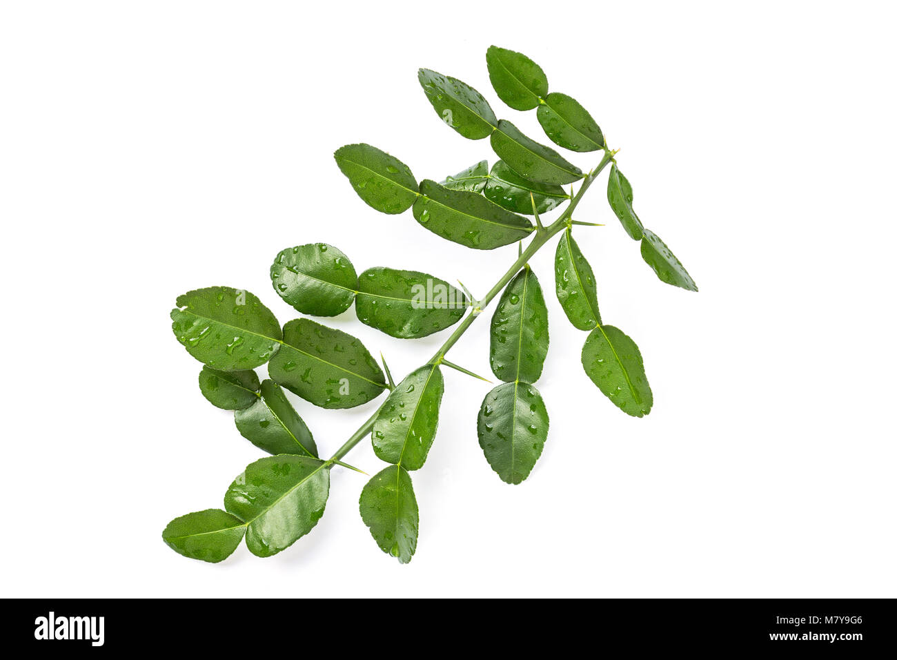 Leaves of Bergamot tree or kaffir lime leaves isolated on white background.  Top view Stock Photo - Alamy