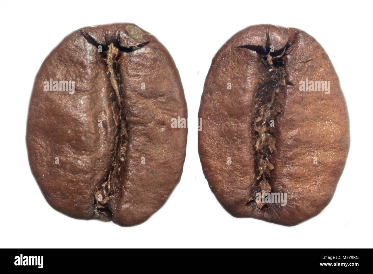 Macro photo of two roasted coffee beans. Furrow in the middle. On a white background. Photo for the site about food, drinks, health, business. Stock Photo