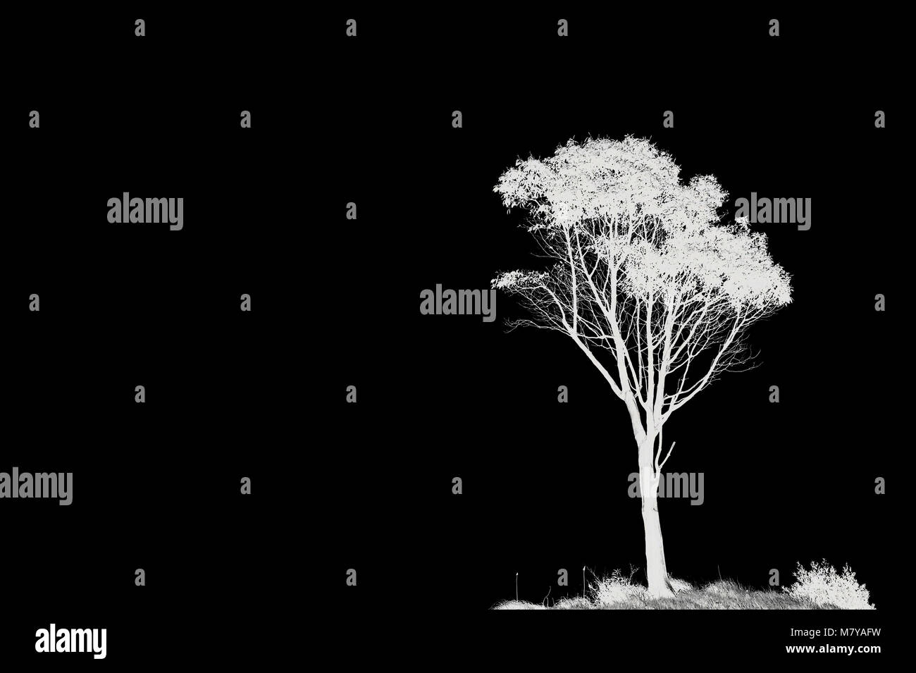 Photo inverted enhanced lone tree in black and white with copy space. Stock Photo
