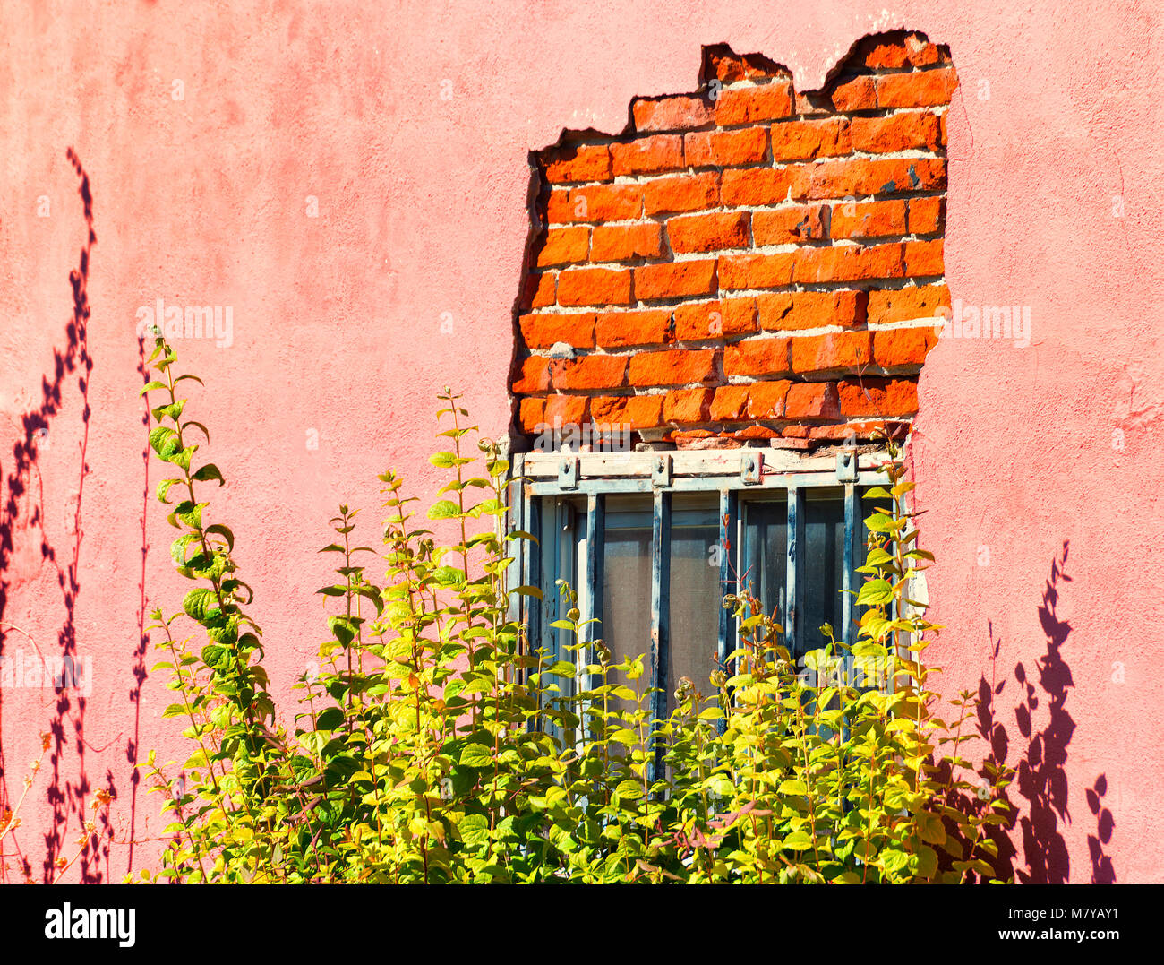 Close up of exterior brick building wall with barred windows and plants growing in front of it. Stock Photo