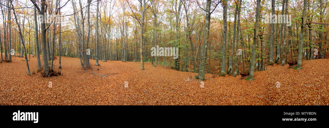 Beech forest Stock Photo