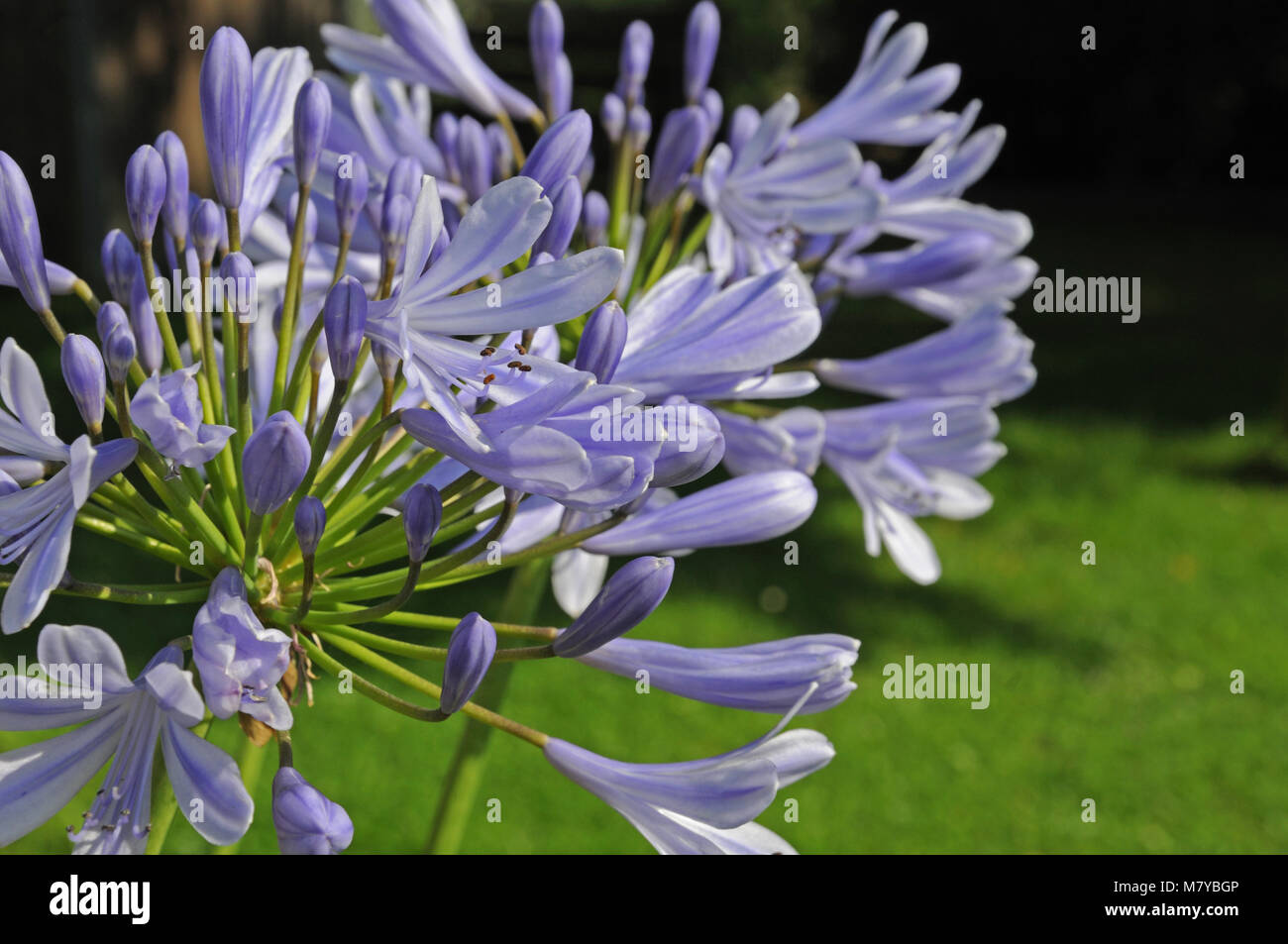 flowers of an african lily Stock Photo