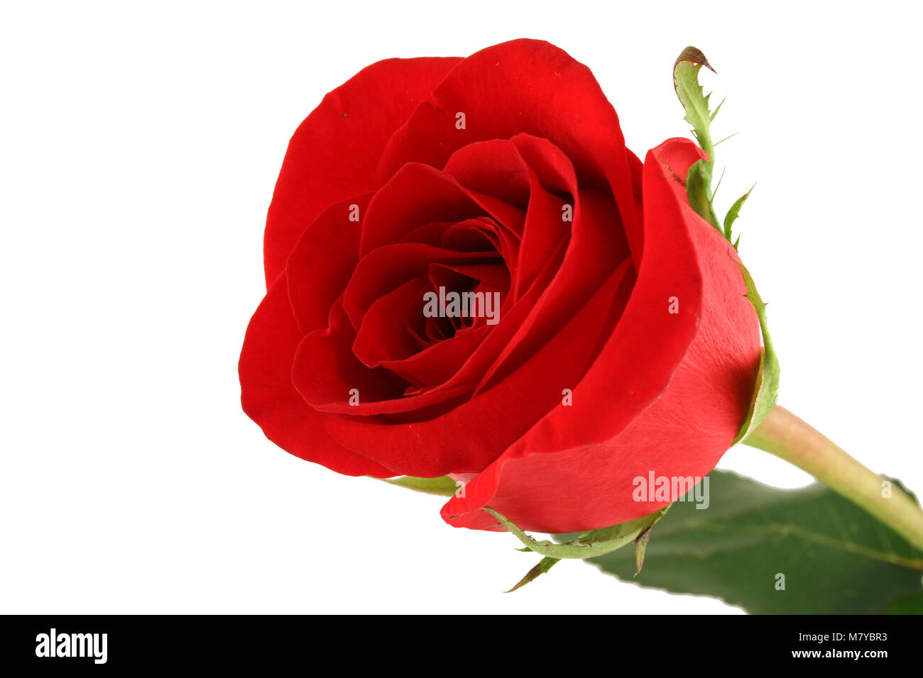 A Isolated red rose on white background Stock Photo - Alamy