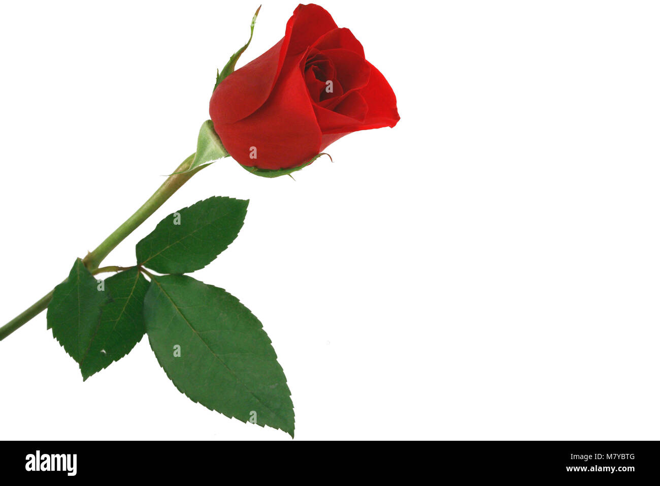 A Isolated red rose on white background Stock Photo - Alamy