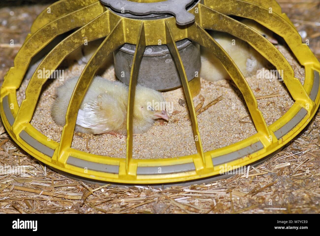 Broiler feeding 22 Stock Photo Alamy
