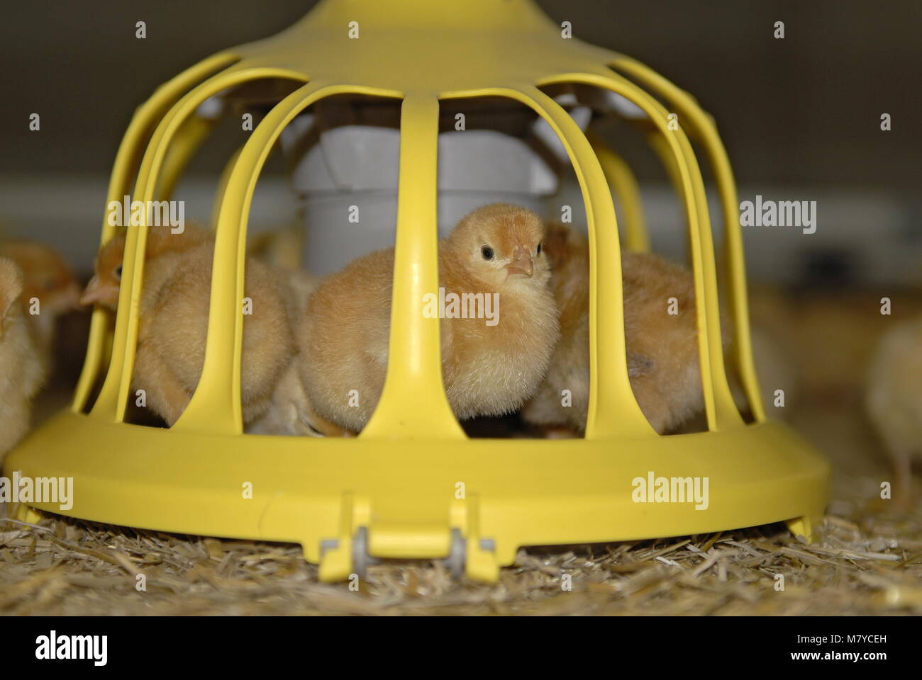 Broiler feeding 3 Stock Photo Alamy