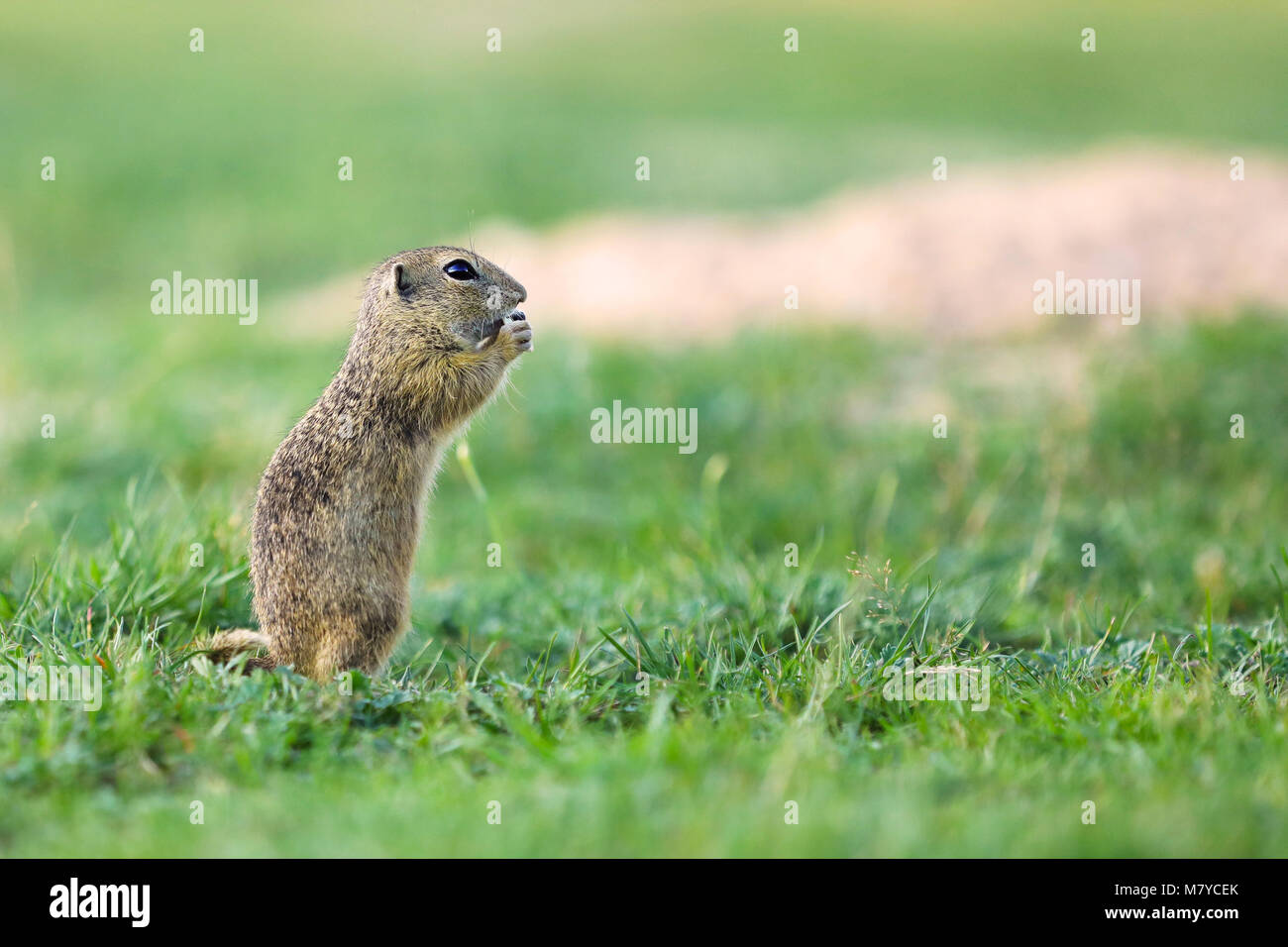 European ground squirrel is endemic to central and eastern Europe Stock Photo