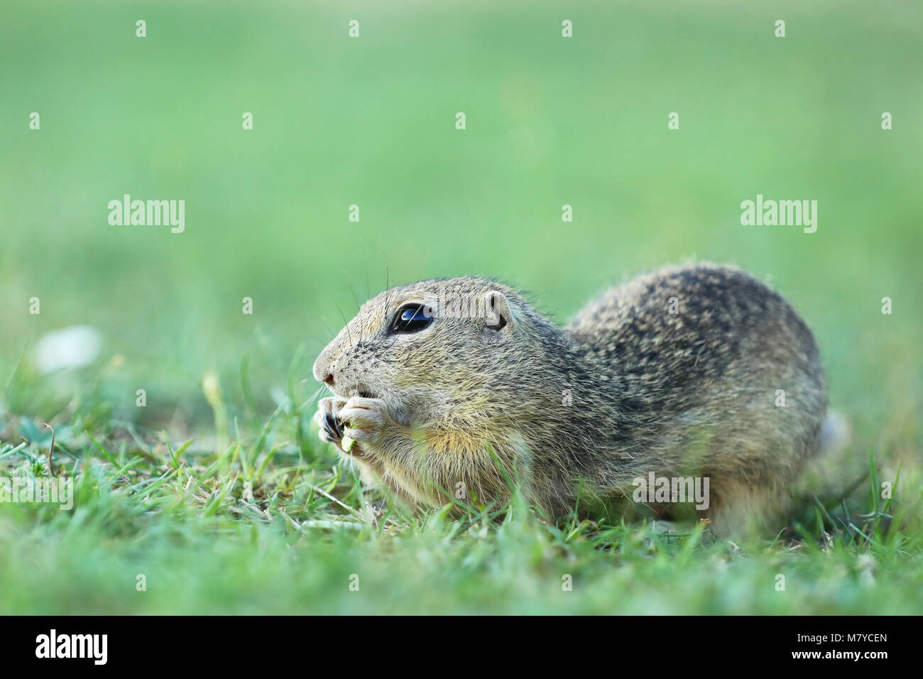 European ground squirrel on meadow - Spermophilus citellus Stock Photo