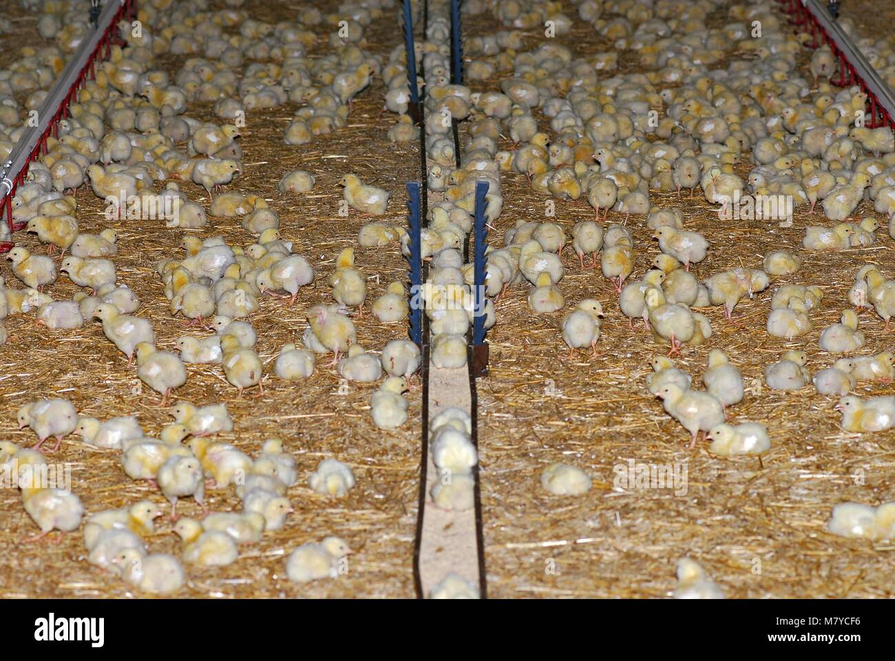 Broiler feeding 36 Stock Photo