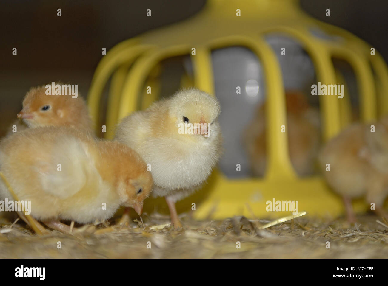 Broiler feeding 7 Stock Photo Alamy