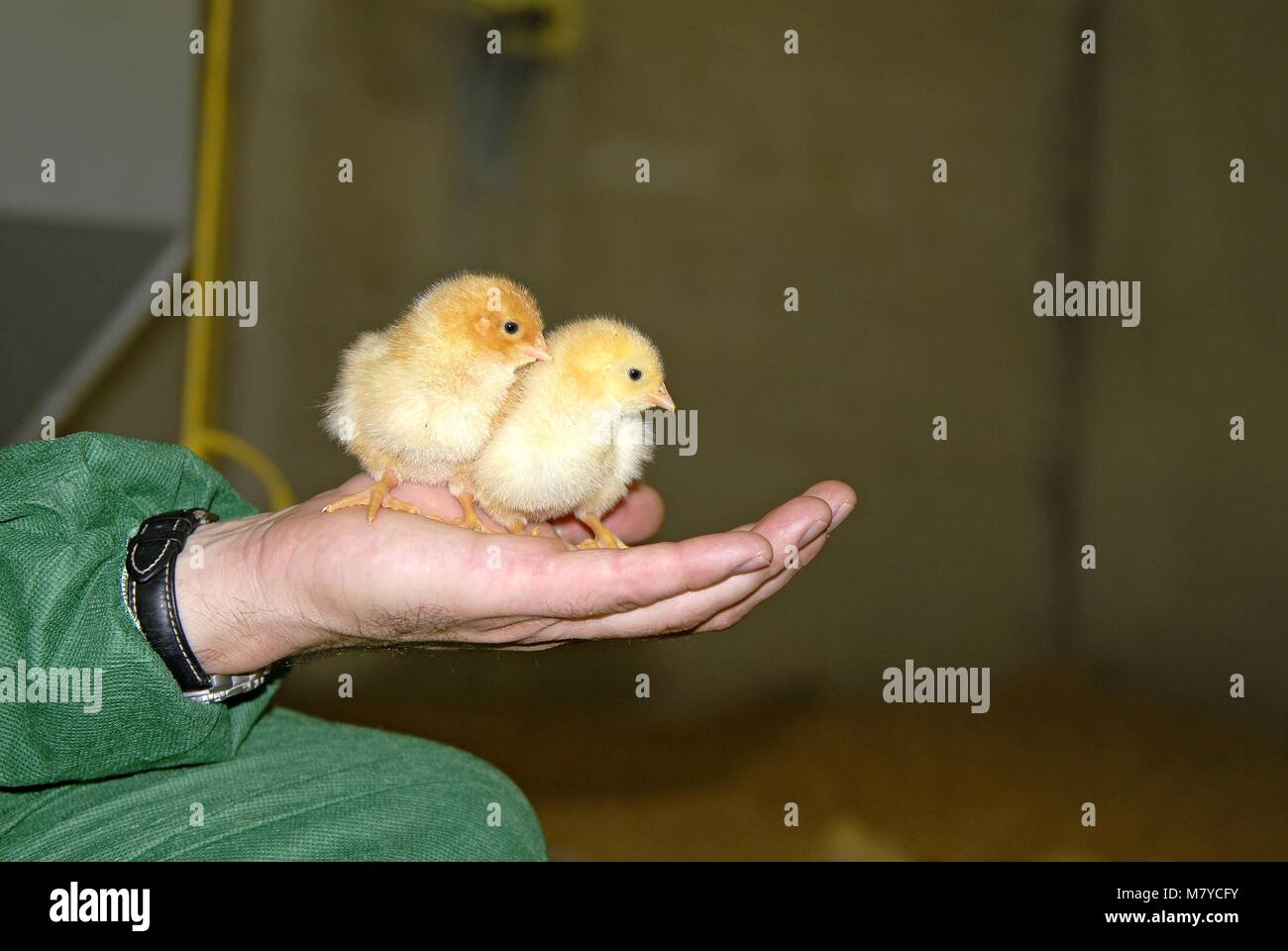 Broiler managing 12 Stock Photo - Alamy