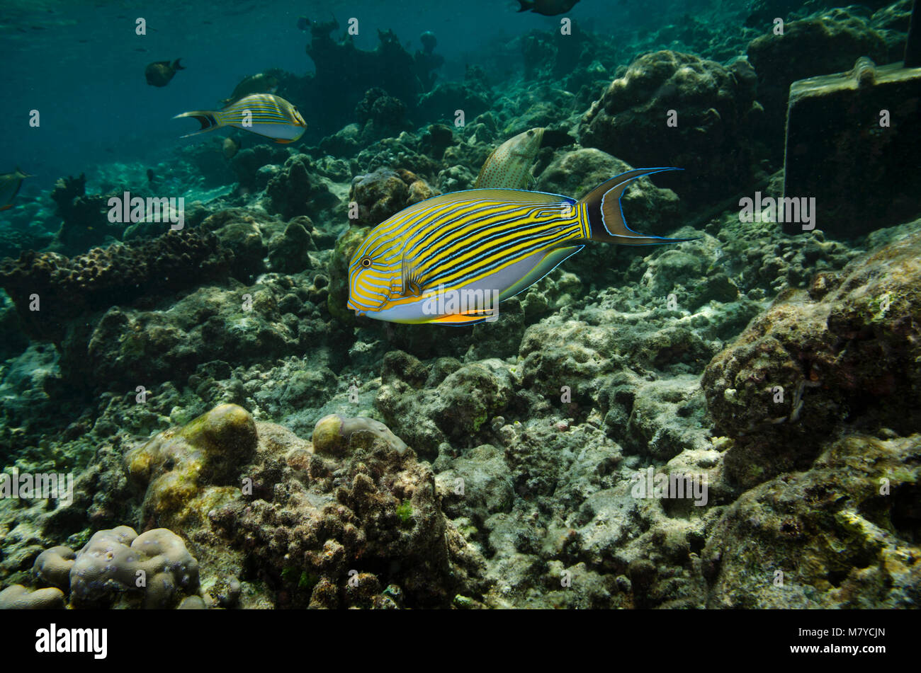 Striped surgeonfish, Acanthurus lineatus, in shallow water on top of coral reef in Maldives, Indian Ocean Stock Photo