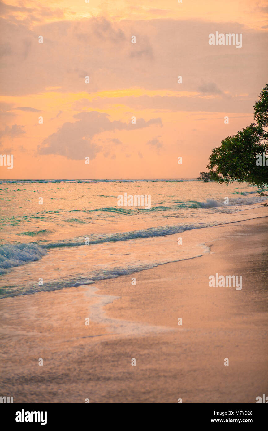 Deserted heavenly beach, with turquoise water and pink yellow sky at sunset, with trees on the sand close to the sea Stock Photo