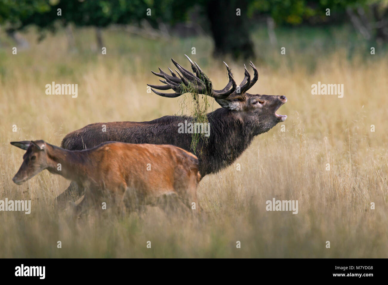 Red deer (Cervus elaphus) hinds and stag bellowing in grassland at forest's edge during the rut in autumn Stock Photo