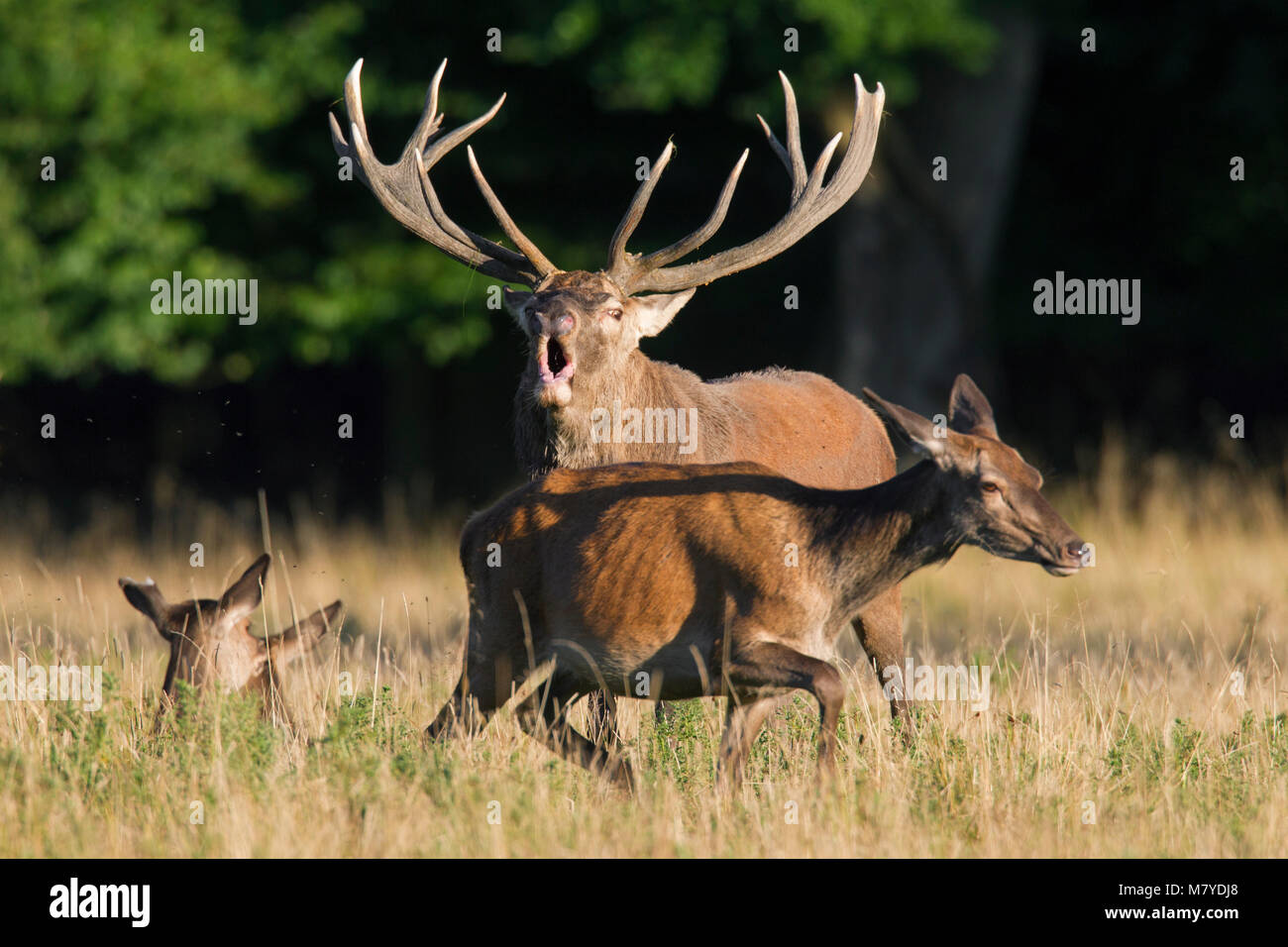 Red deer (Cervus elaphus) hinds and stag bellowing in grassland at forest's edge during the rut in autumn Stock Photo