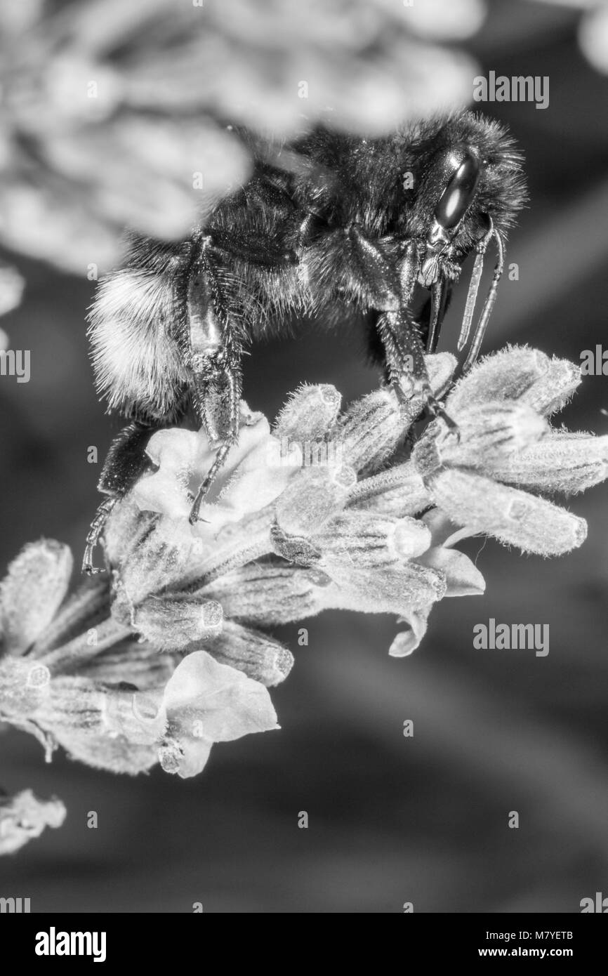 Macro photo of a bumblebee collecting lavender pollen. Stock Photo