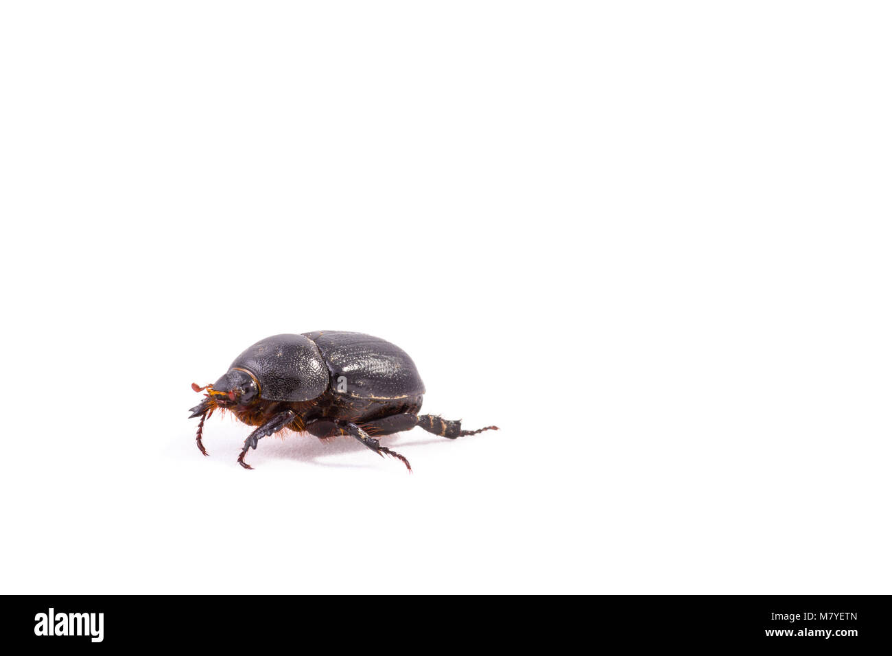 Melolontha bug from my garden and isolated on white background. June bug. Stock Photo