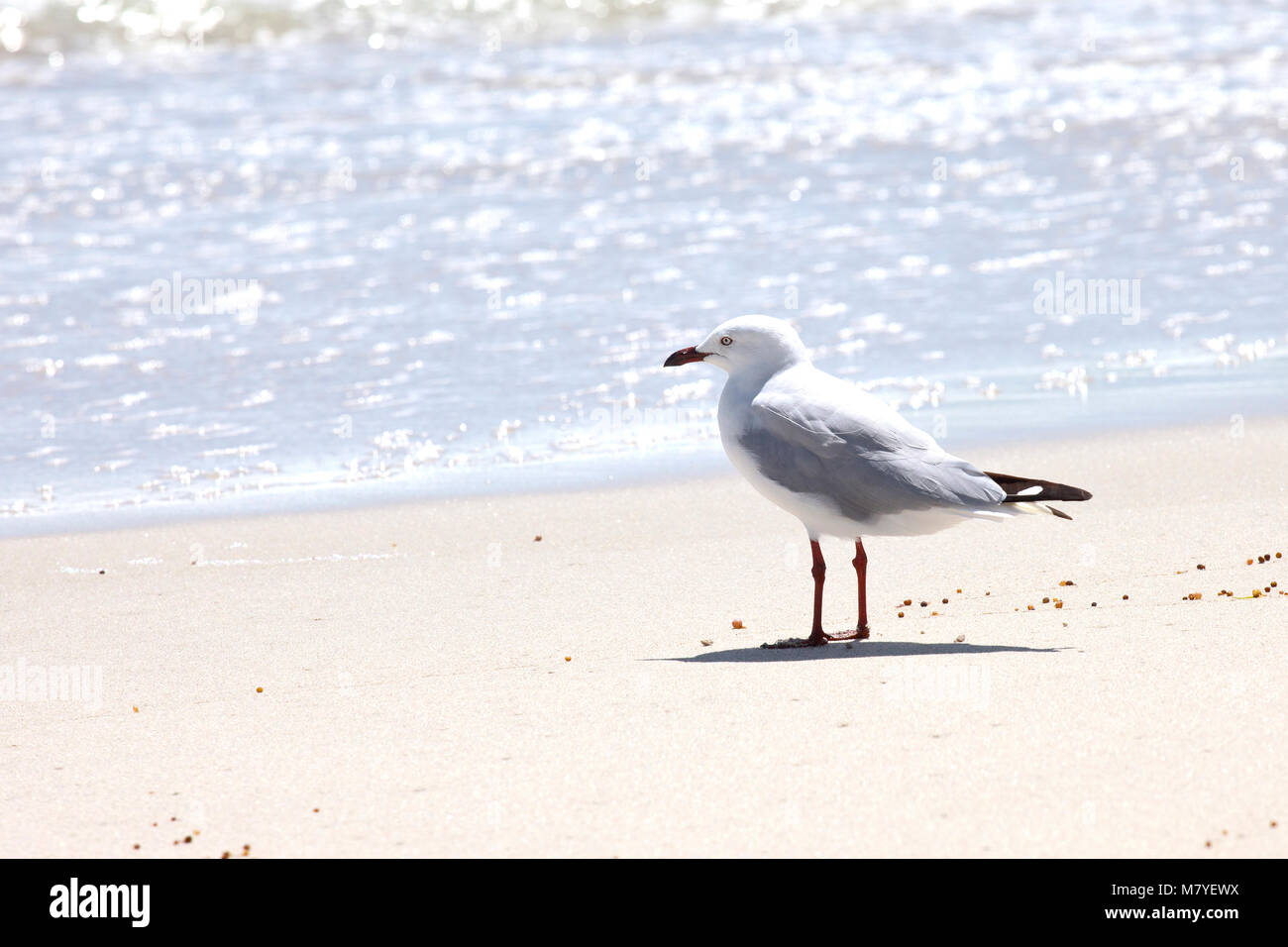 Seagull on beach looking out to sea on a bright sunny day Stock Photo