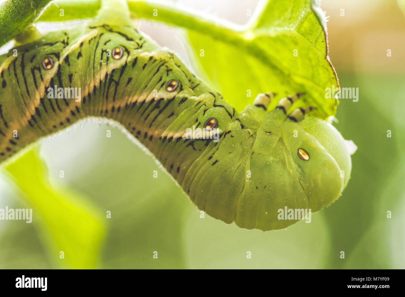 Moth on tobacco plant hi-res stock photography and images - Alamy