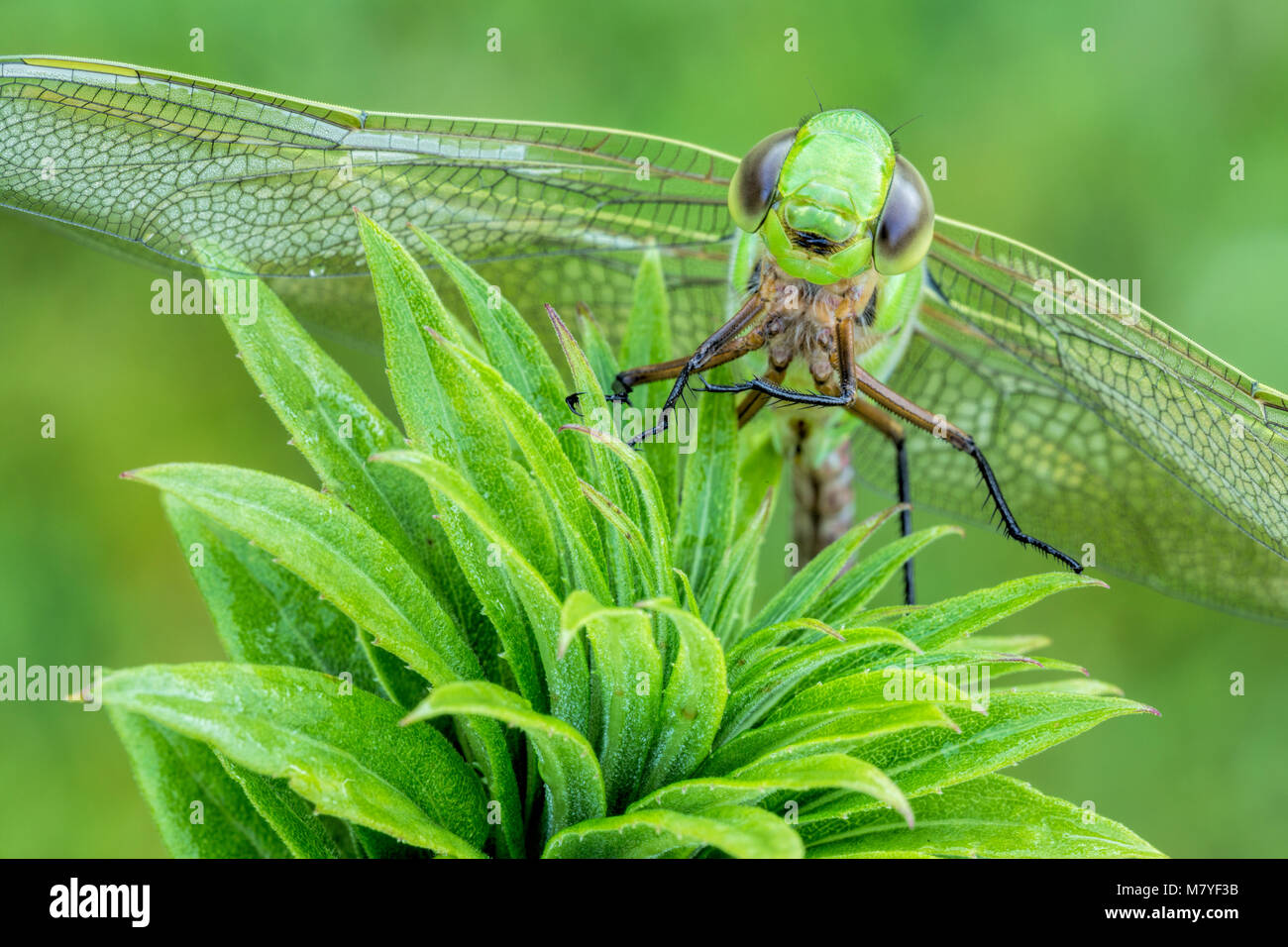 A close up a green dragonfly on a flower Stock Photo - Alamy