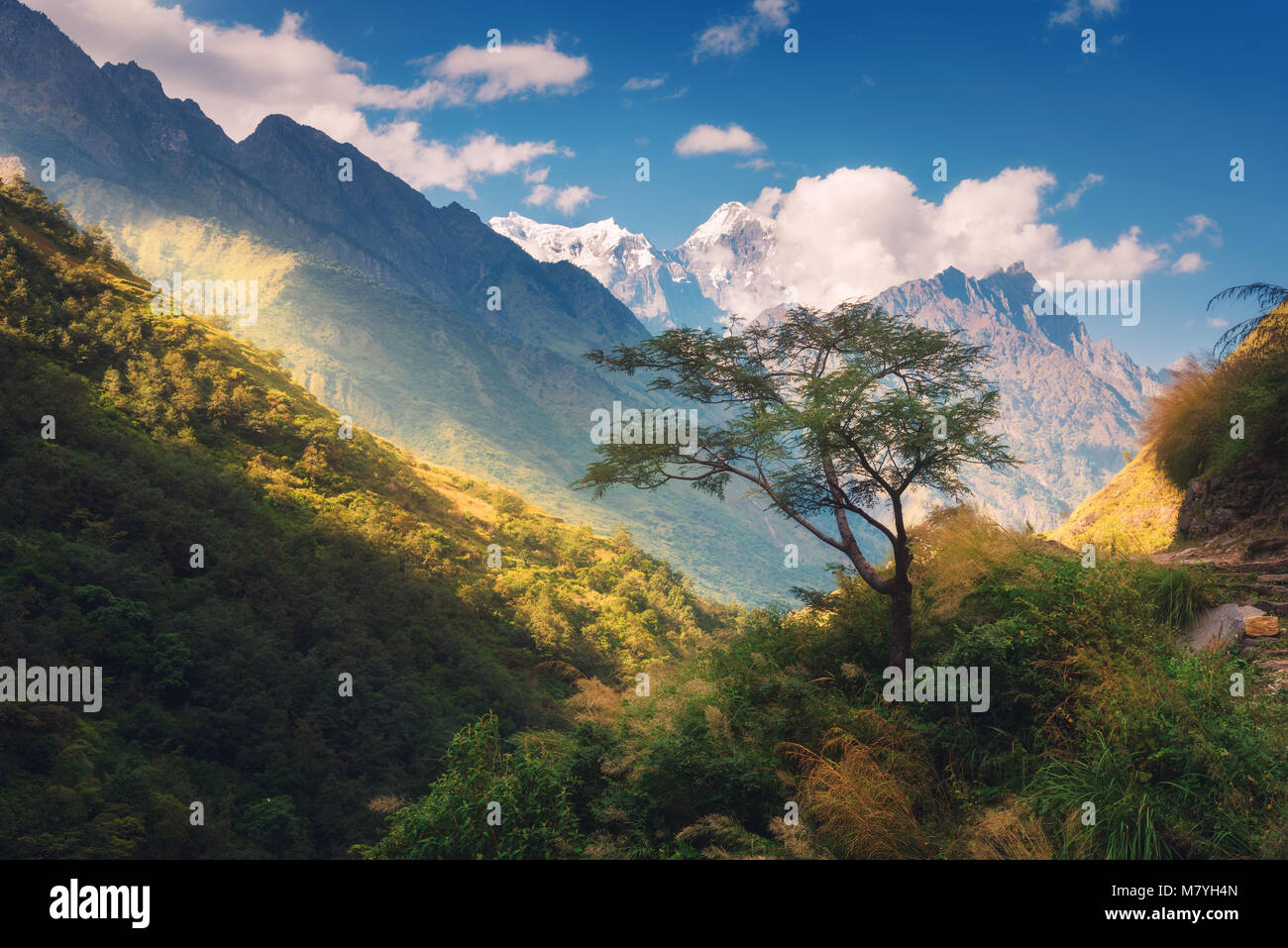 Beautiful alone tree against amazing Himalayan mountains with snow-covered peaks, forest with green trees, blue sky with clouds in Nepal at sunset. La Stock Photo