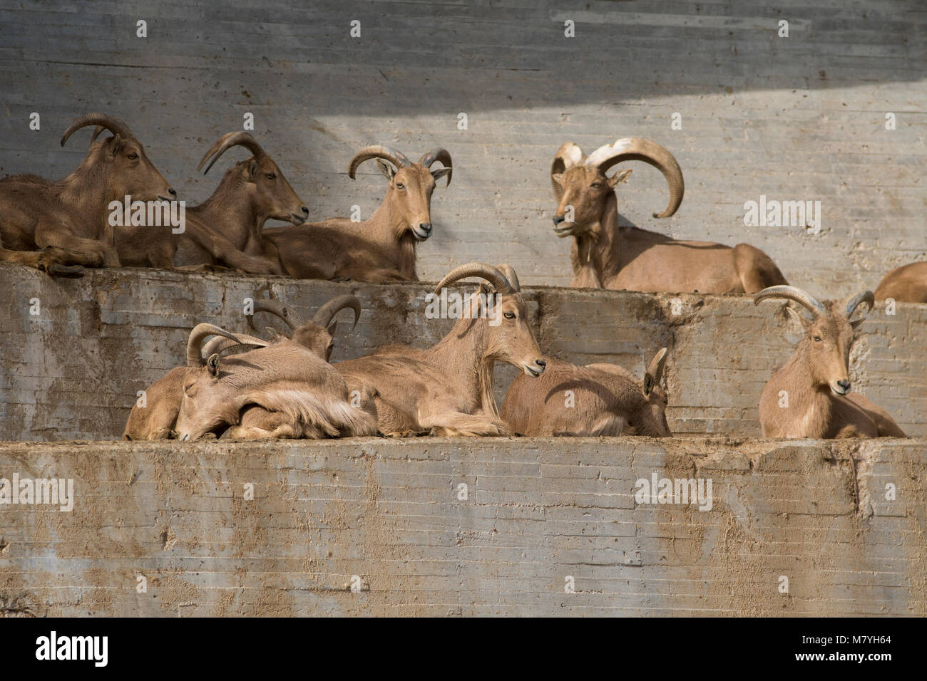 Resting group of Barbary Sheeps Stock Photo