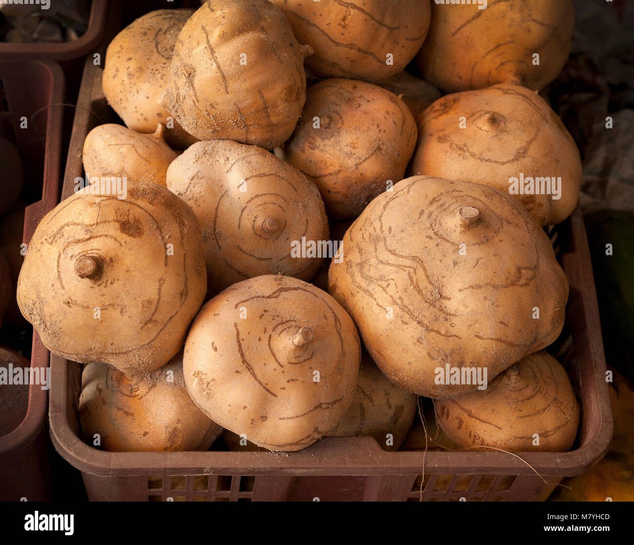 Chinese yam bean for sale on a market stall, Malaysia. Pachyrhizus erosus, commonly known as jicama Stock Photo