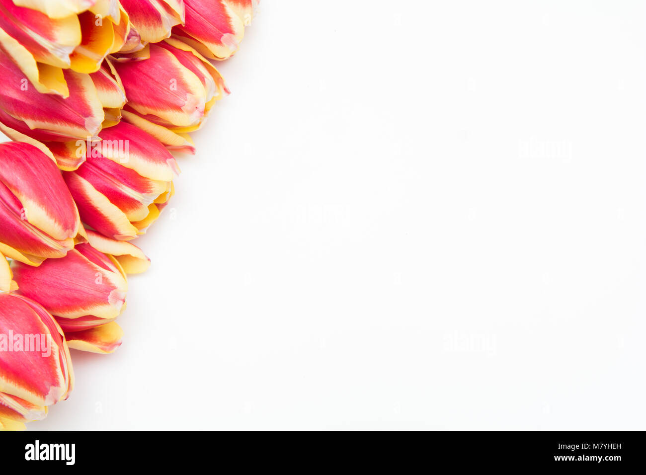 Red and yellow tulips, flowers on white isolated background Stock Photo ...