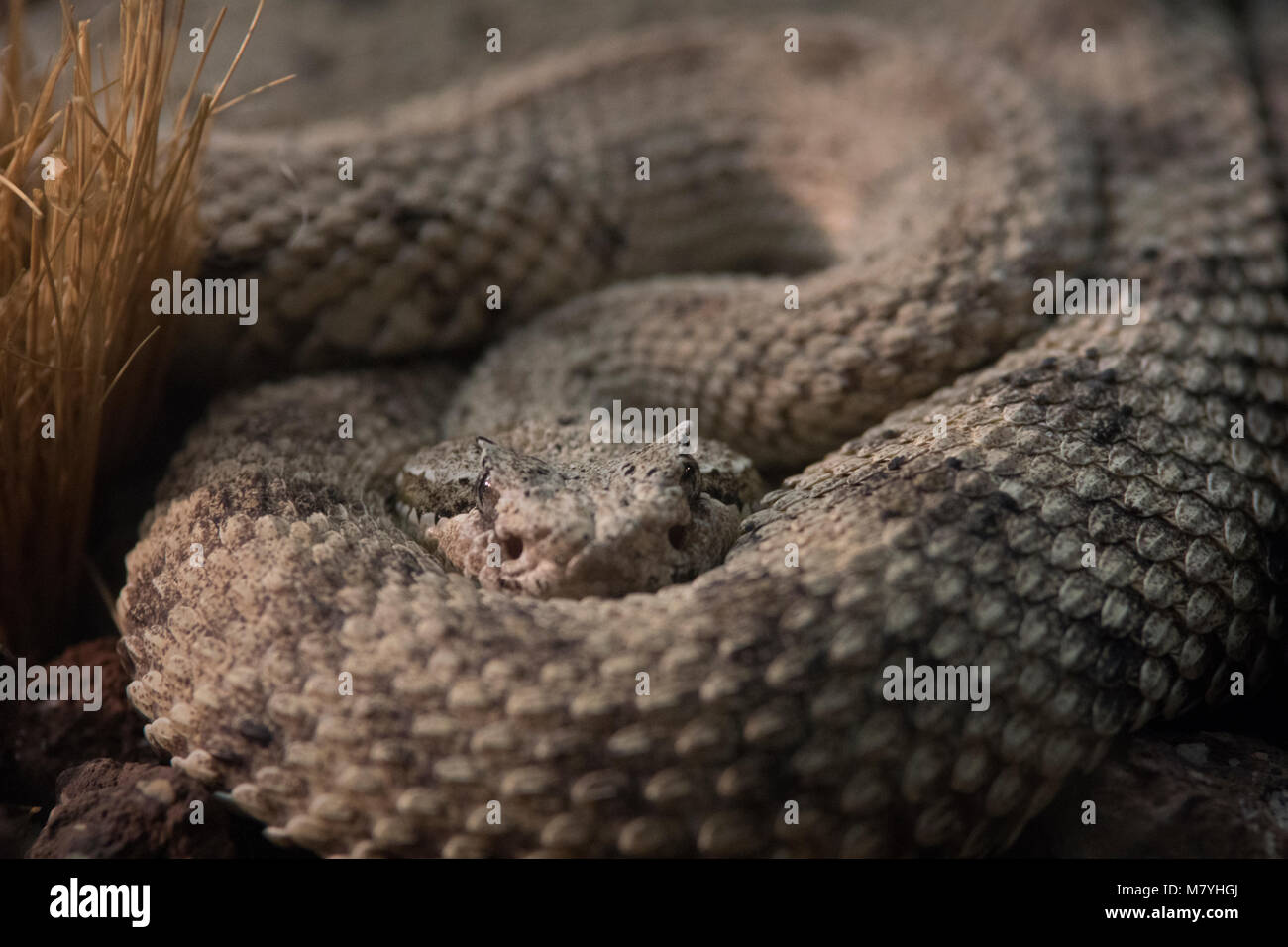 Lurking Sidewinder Snake Stock Photo